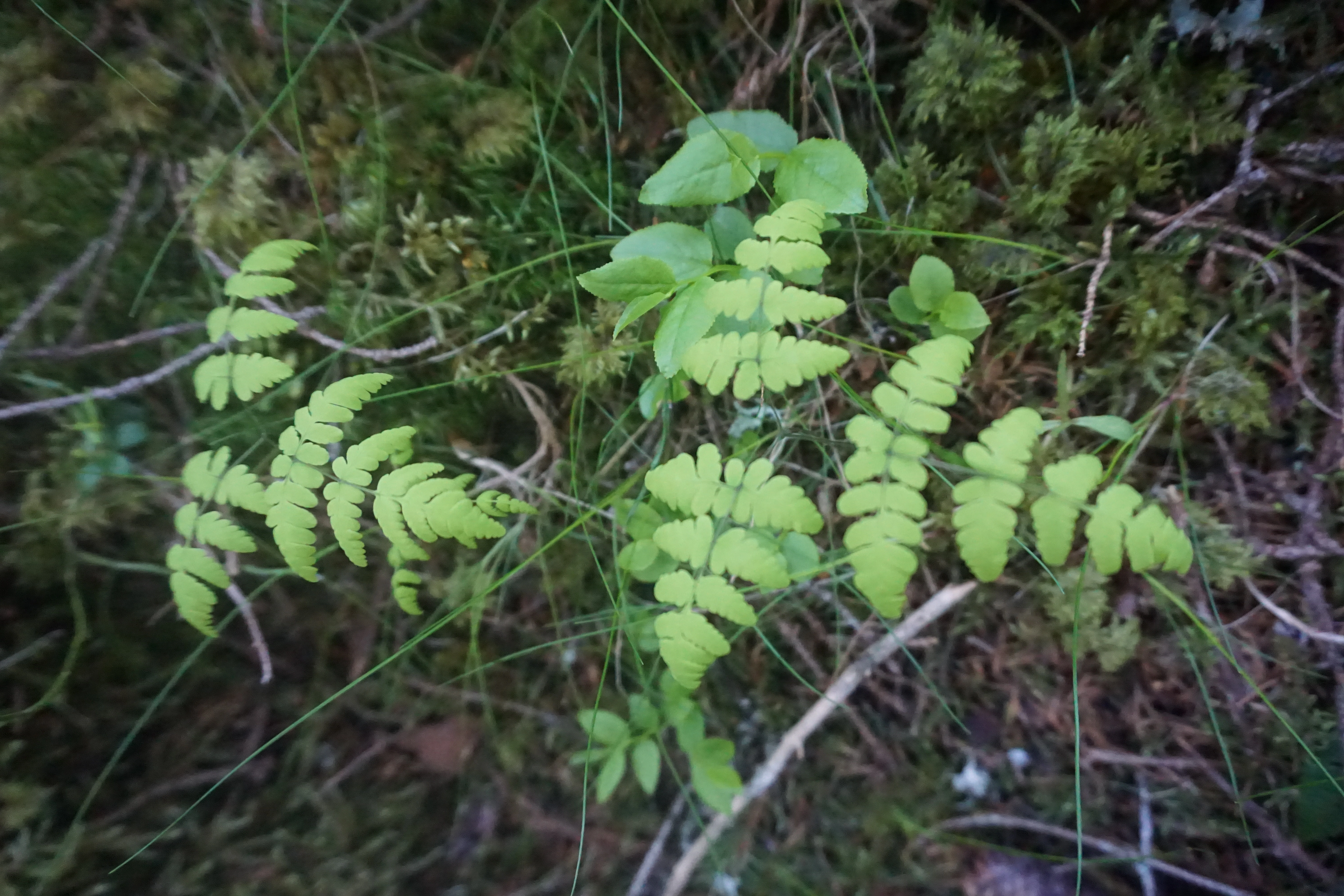 : Gymnocarpium dryopteris.