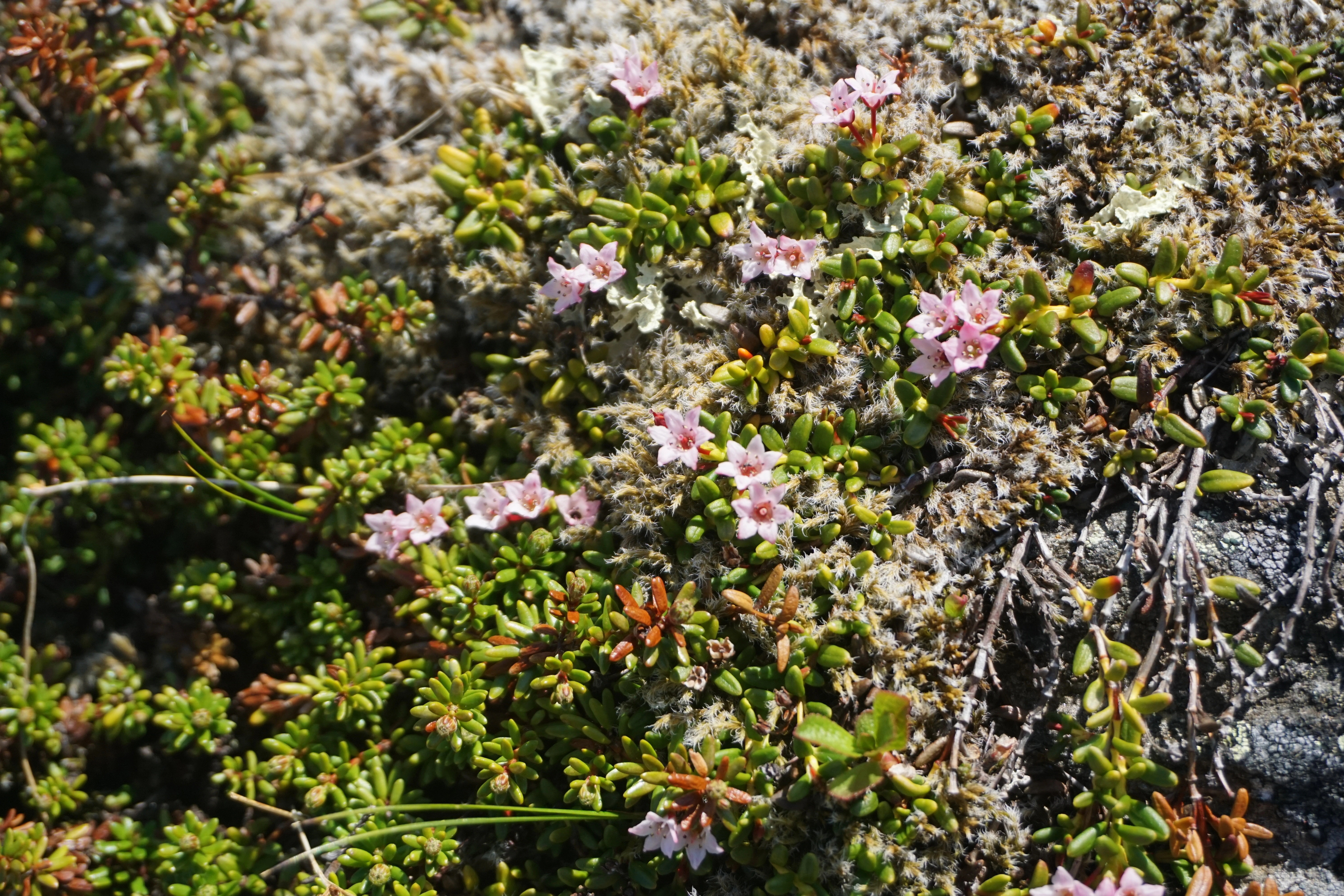 : Kalmia procumbens.