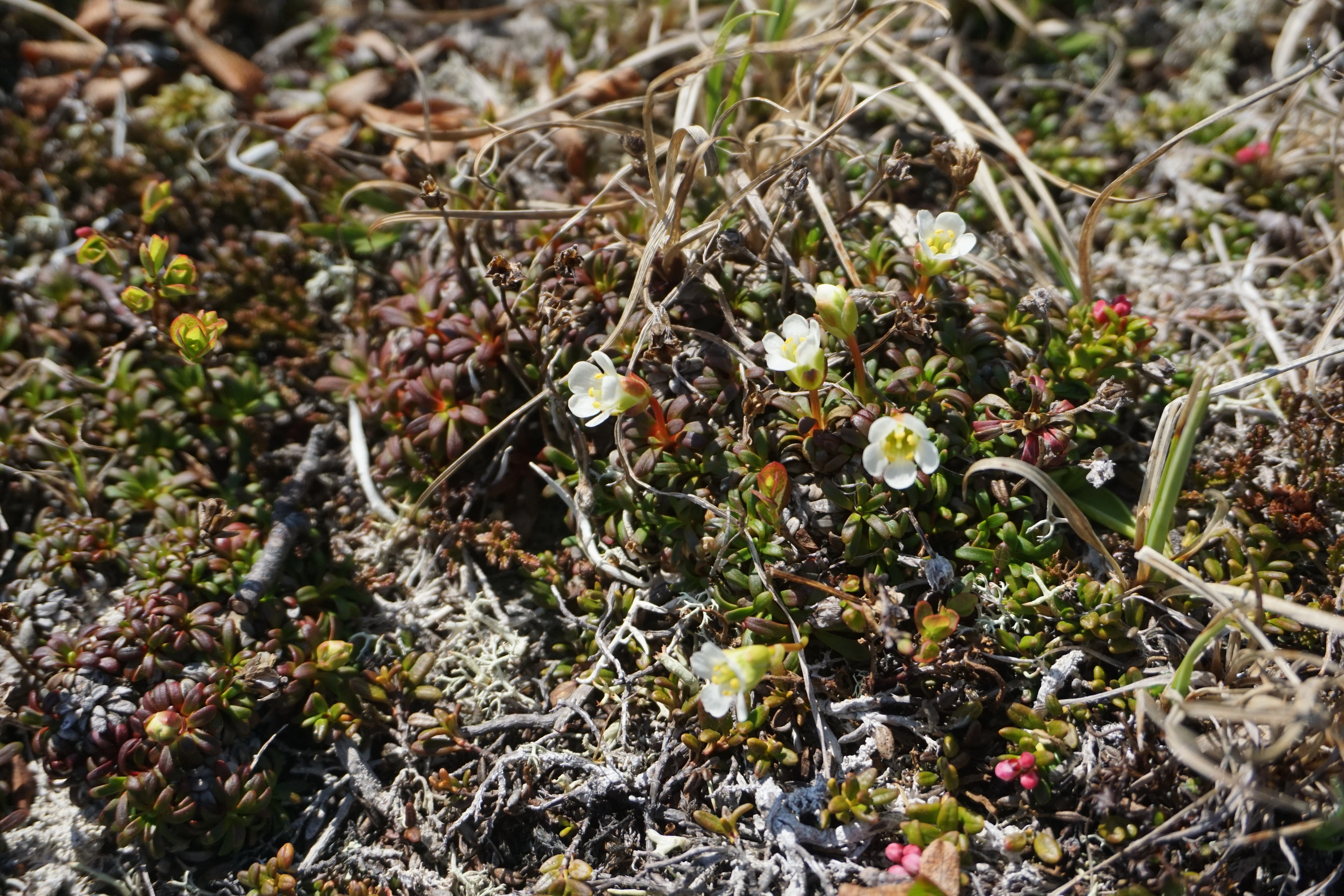 : Diapensia lapponica.