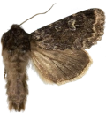 : Apamea exulis.