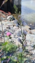 : Linaria repens.