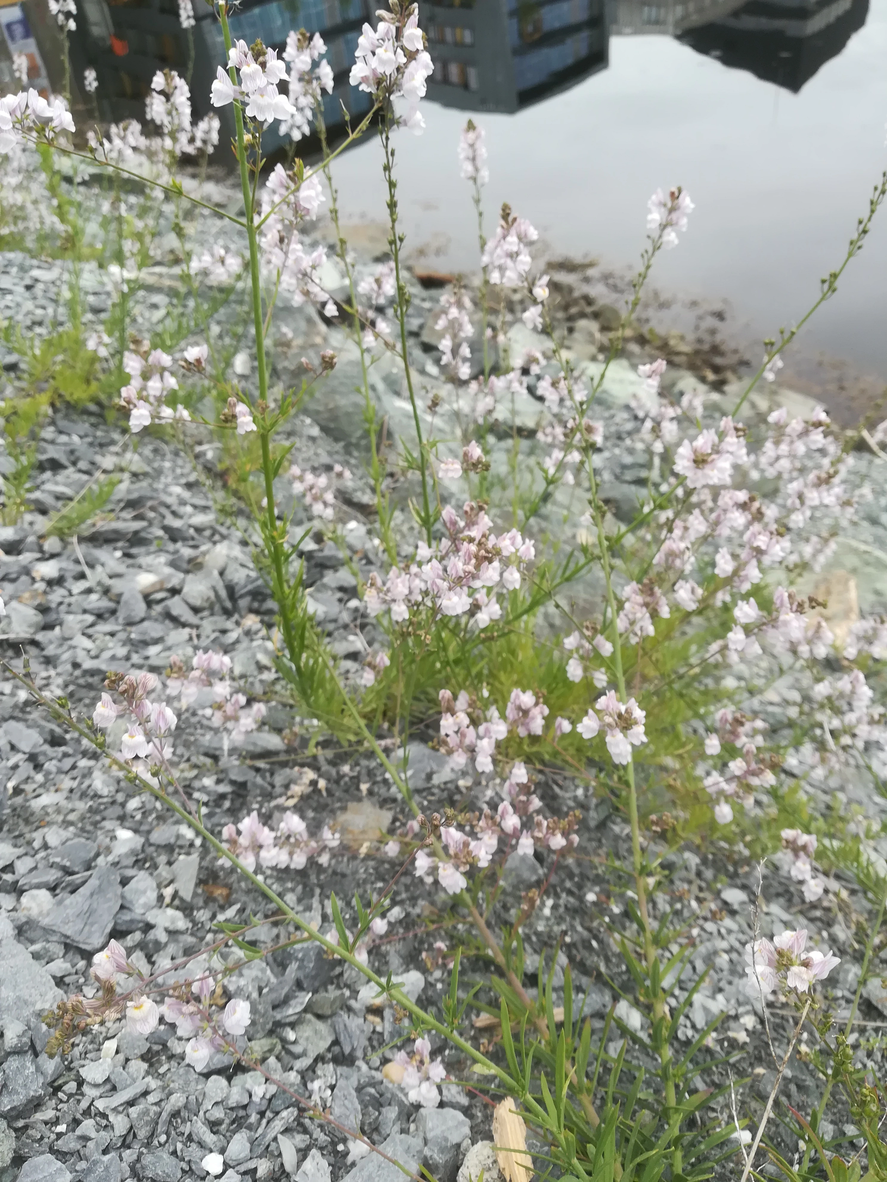 : Linaria repens.