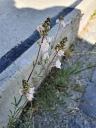 : Linaria repens.