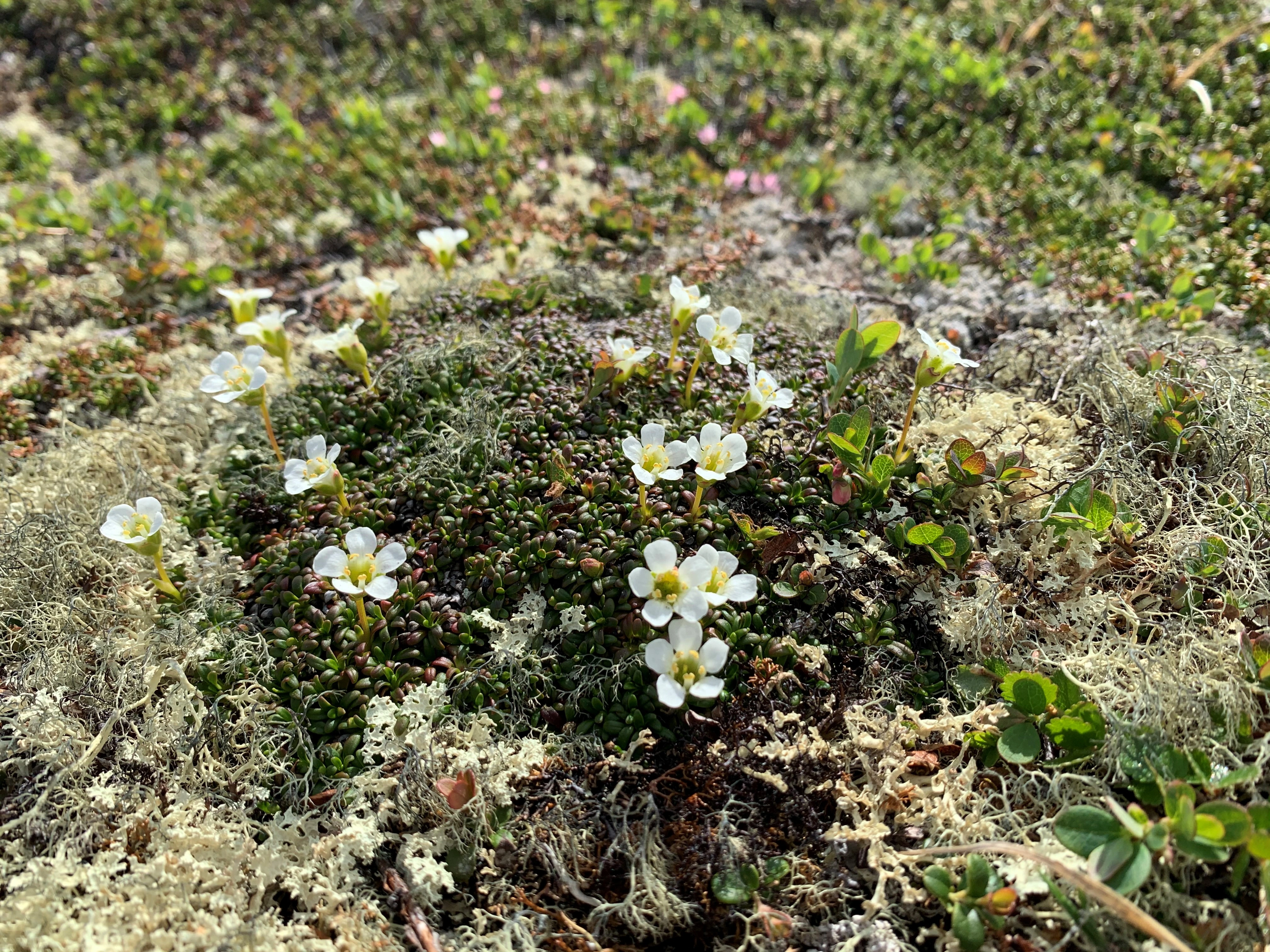 : Diapensia lapponica.