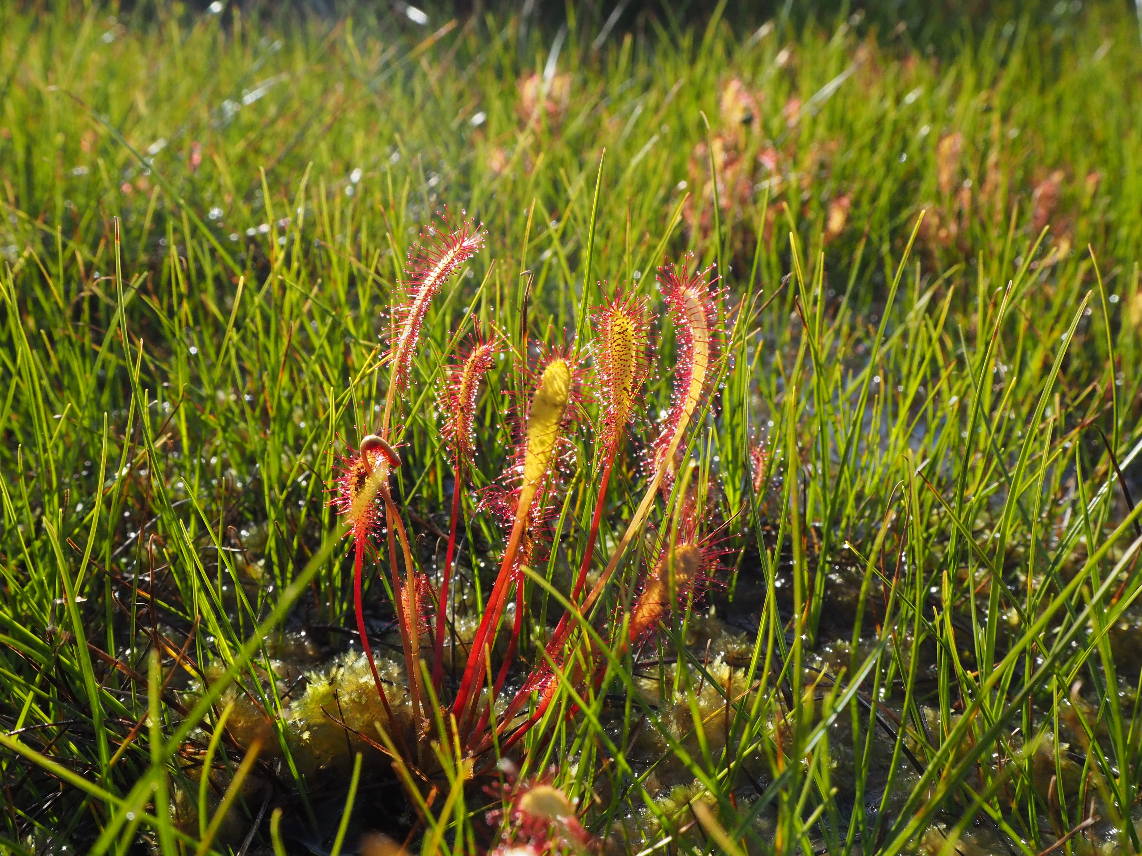 : Drosera anglica.