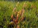 : Drosera anglica.