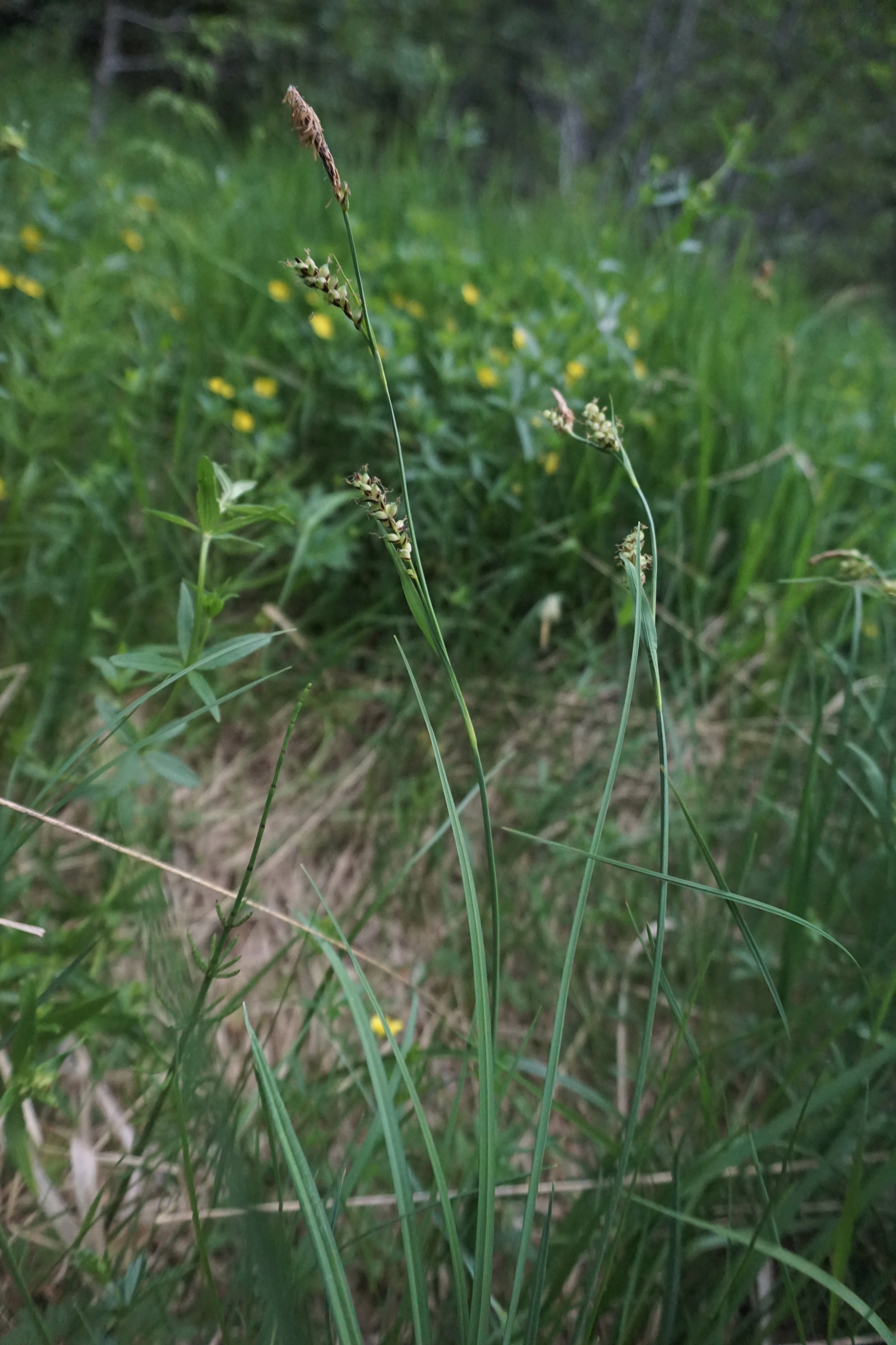 : Carex panicea.