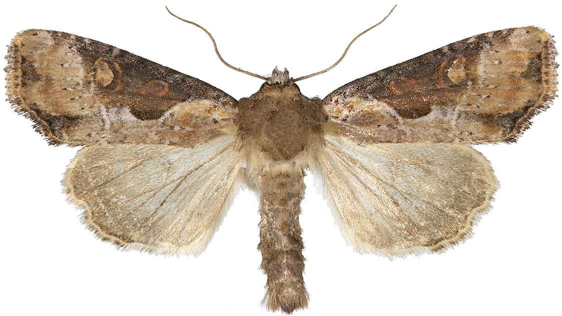 : Lateroligia ophiogramma.