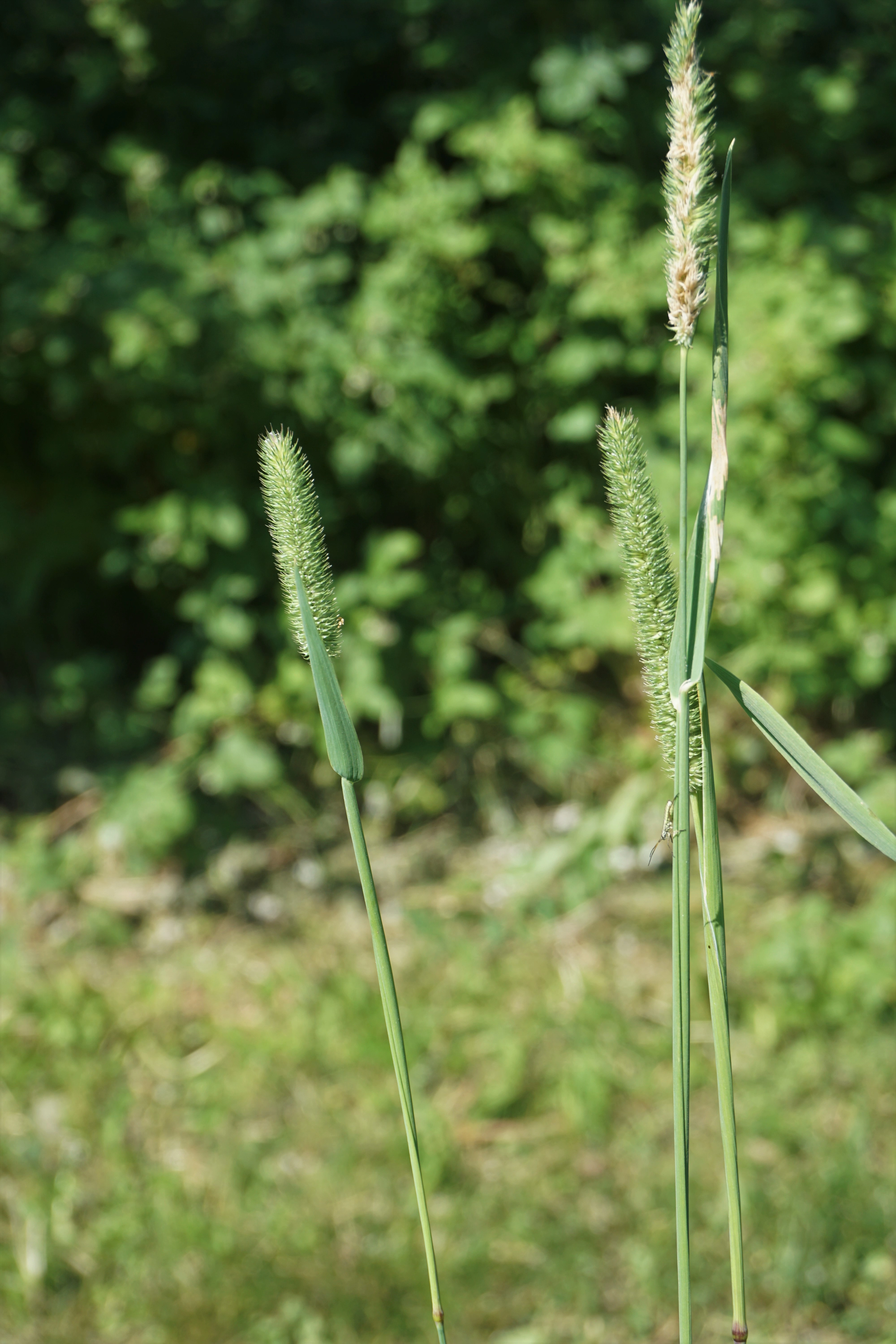 : Phleum pratense.