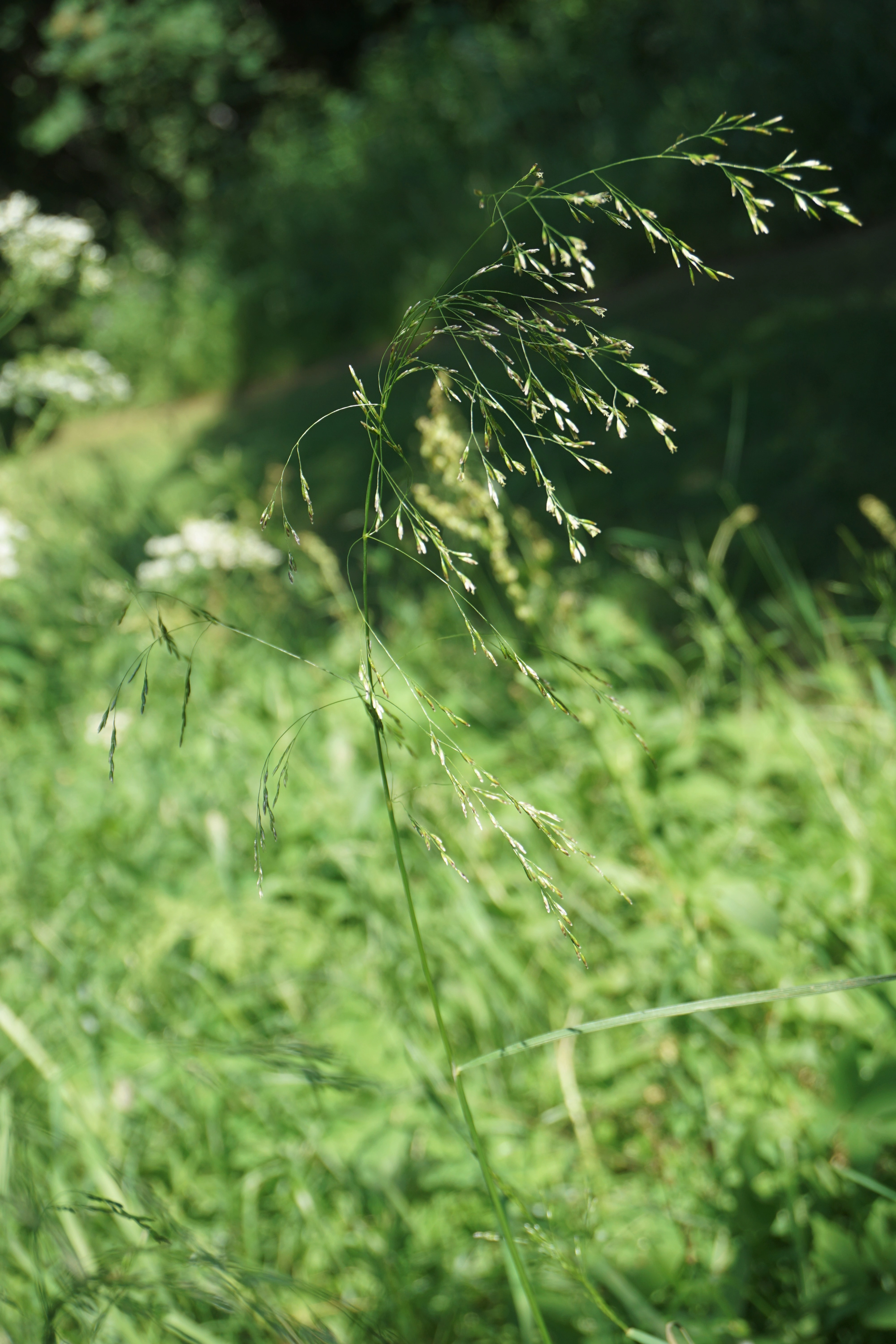 : Deschampsia cespitosa.