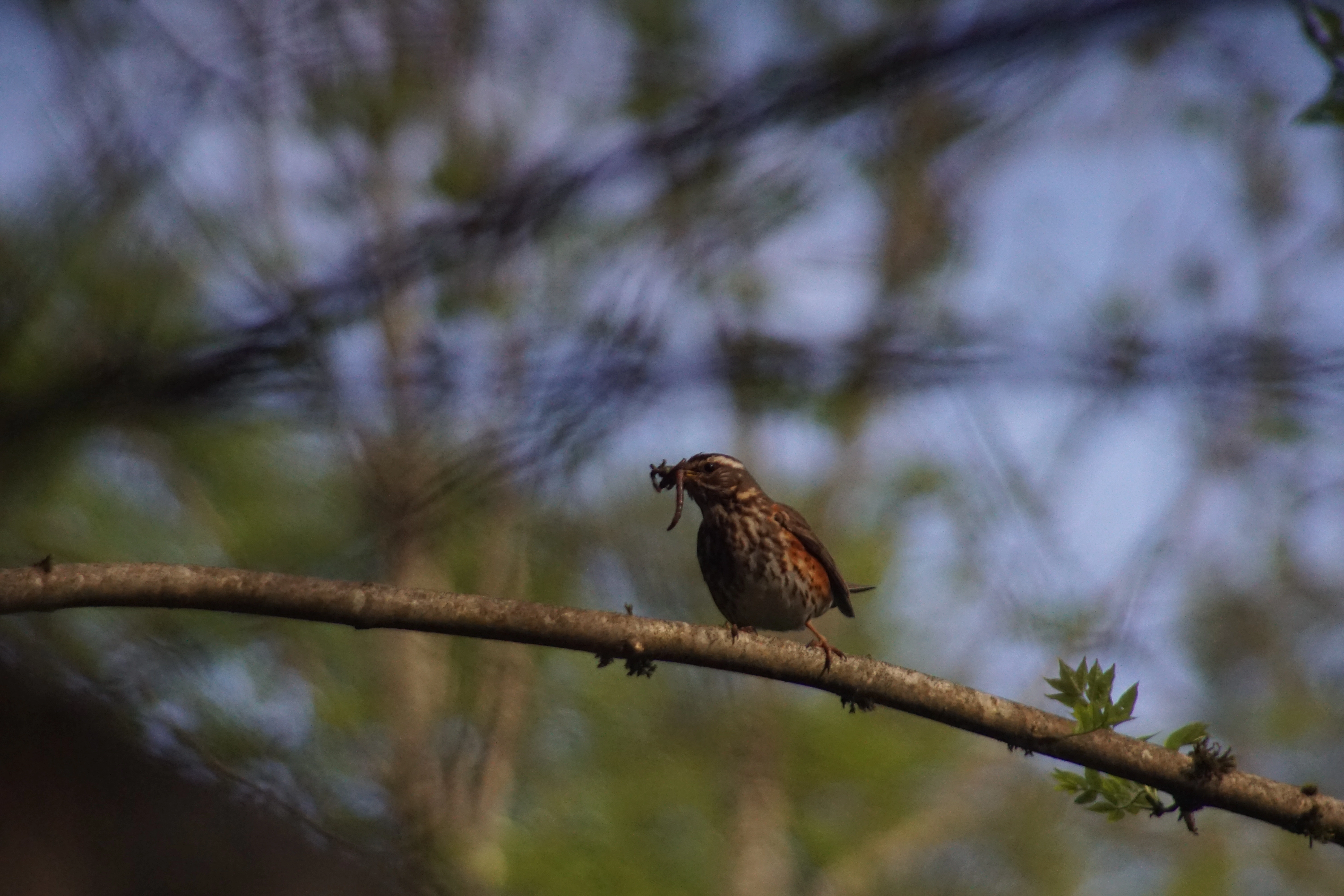 : Turdus iliacus.