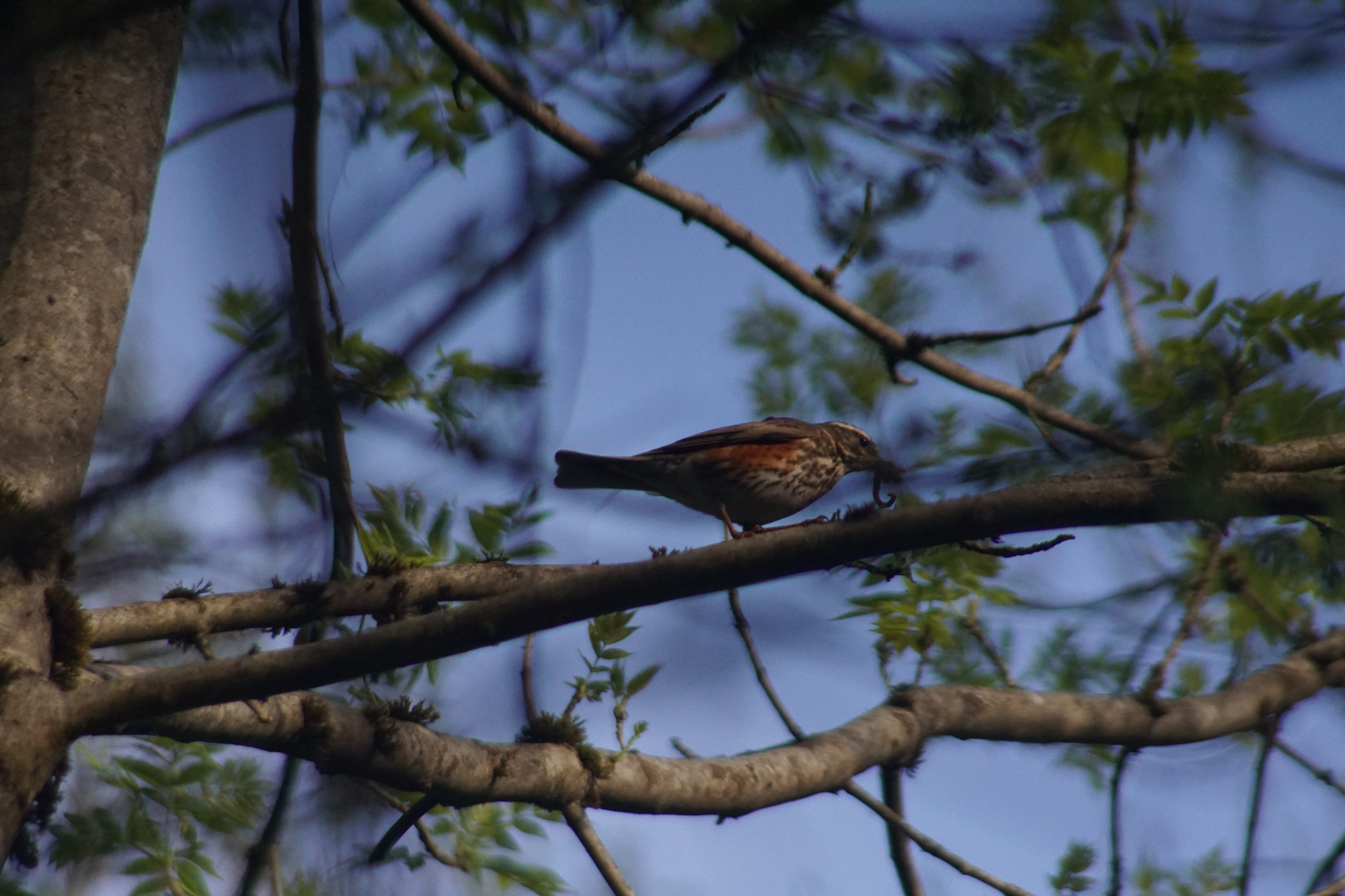 : Turdus iliacus.