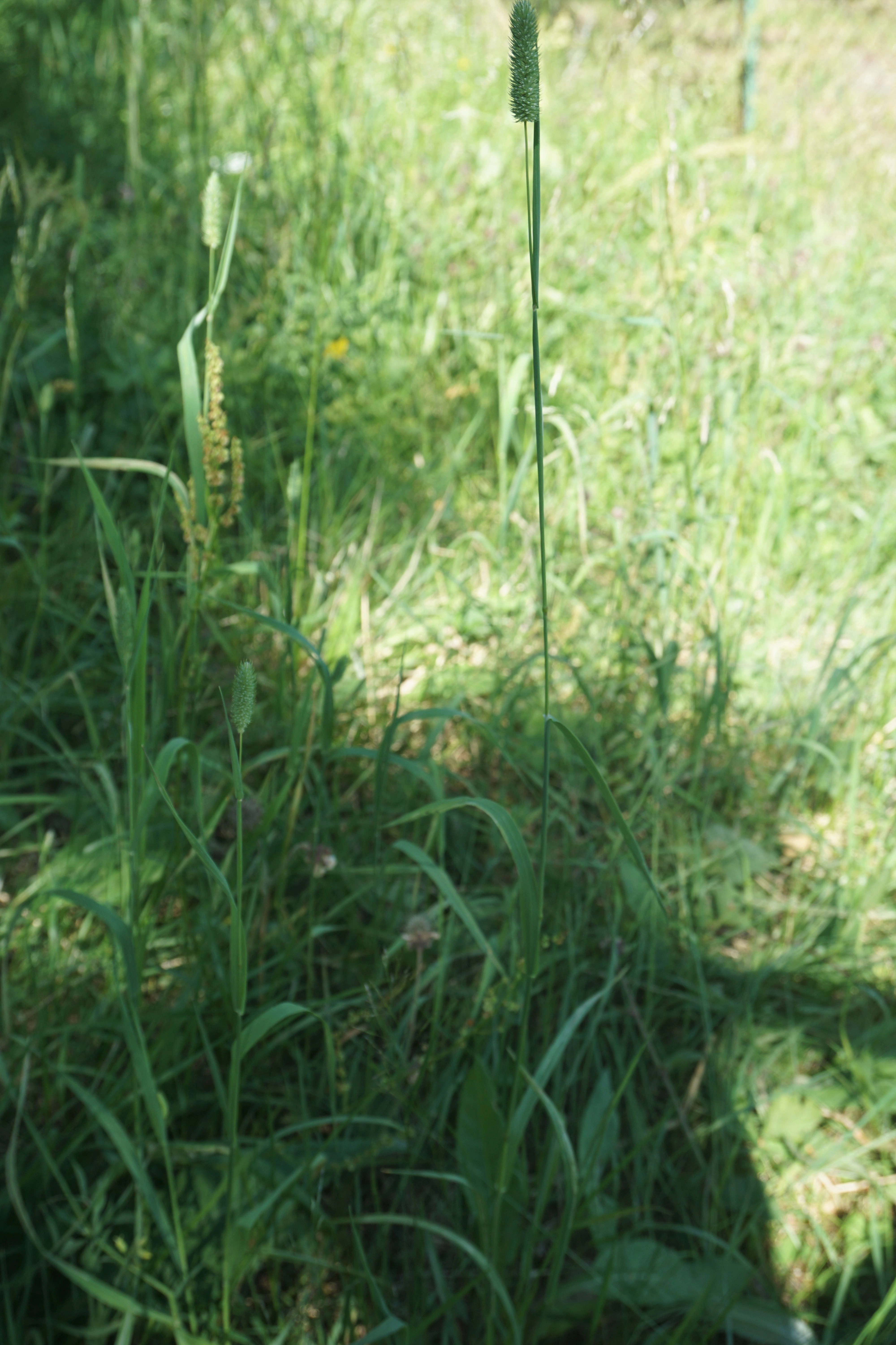 : Phleum pratense.