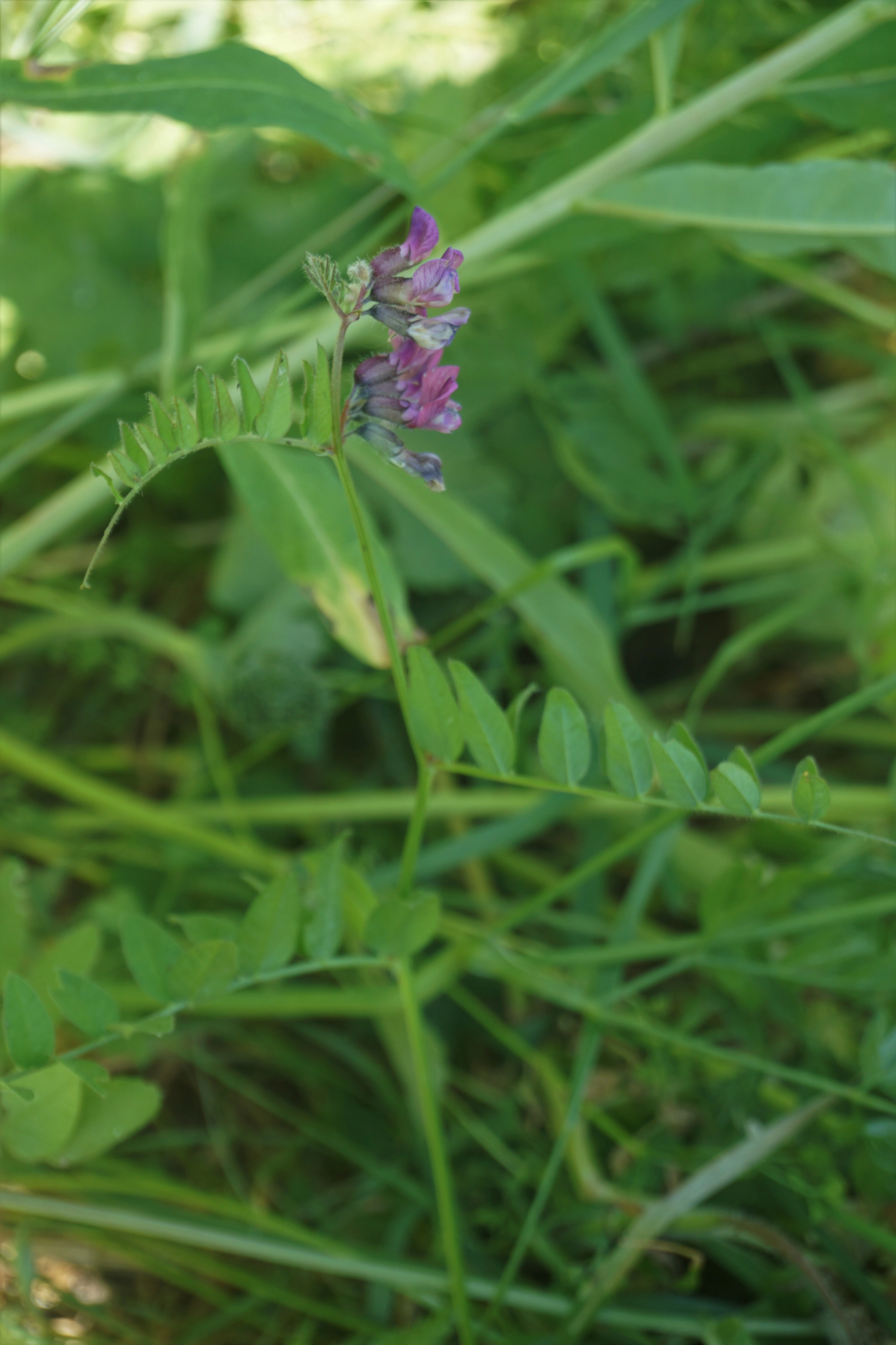 : Vicia sepium.