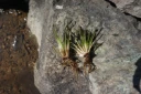 : Isoëtes lacustris.