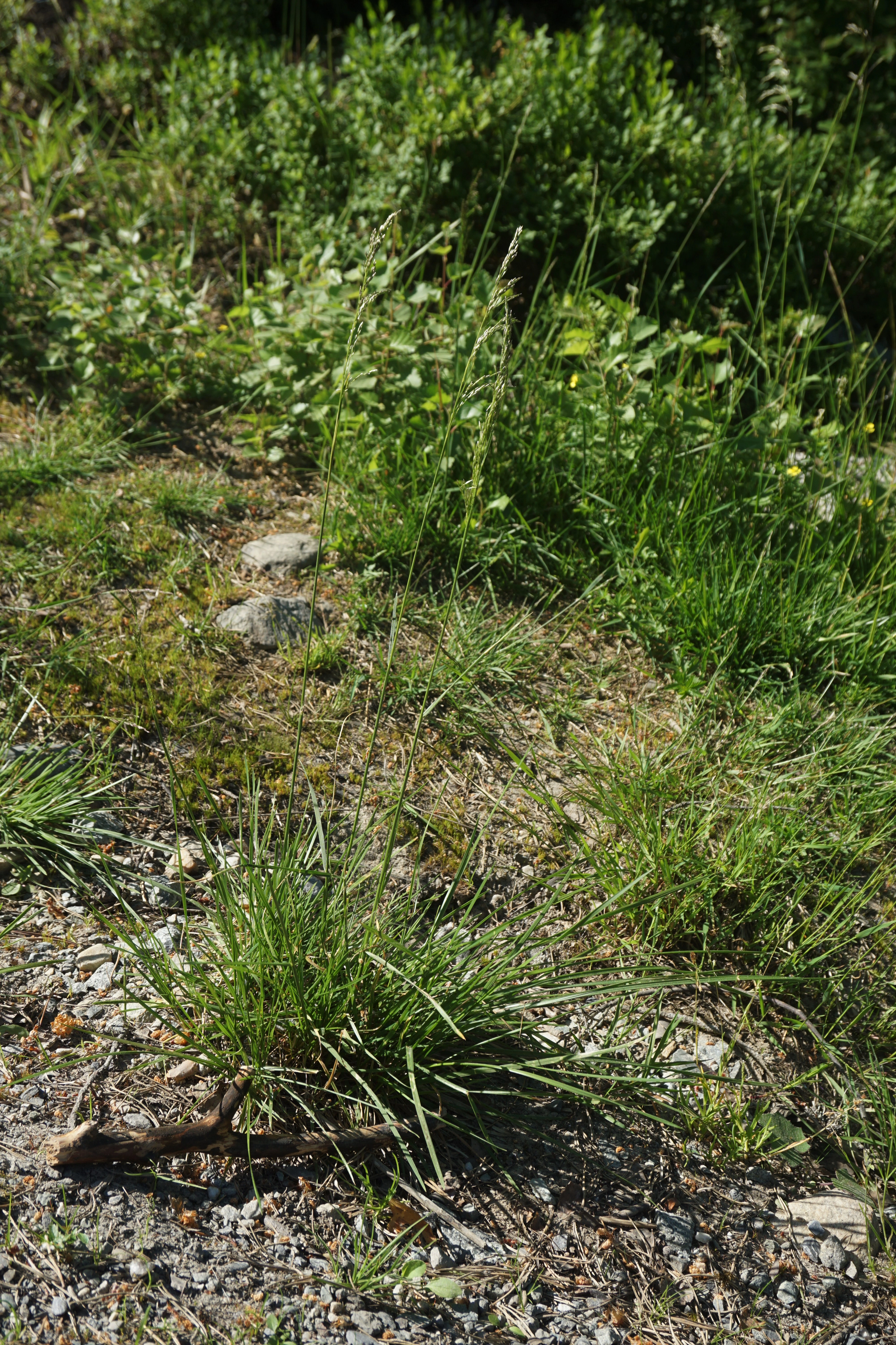 : Deschampsia cespitosa.