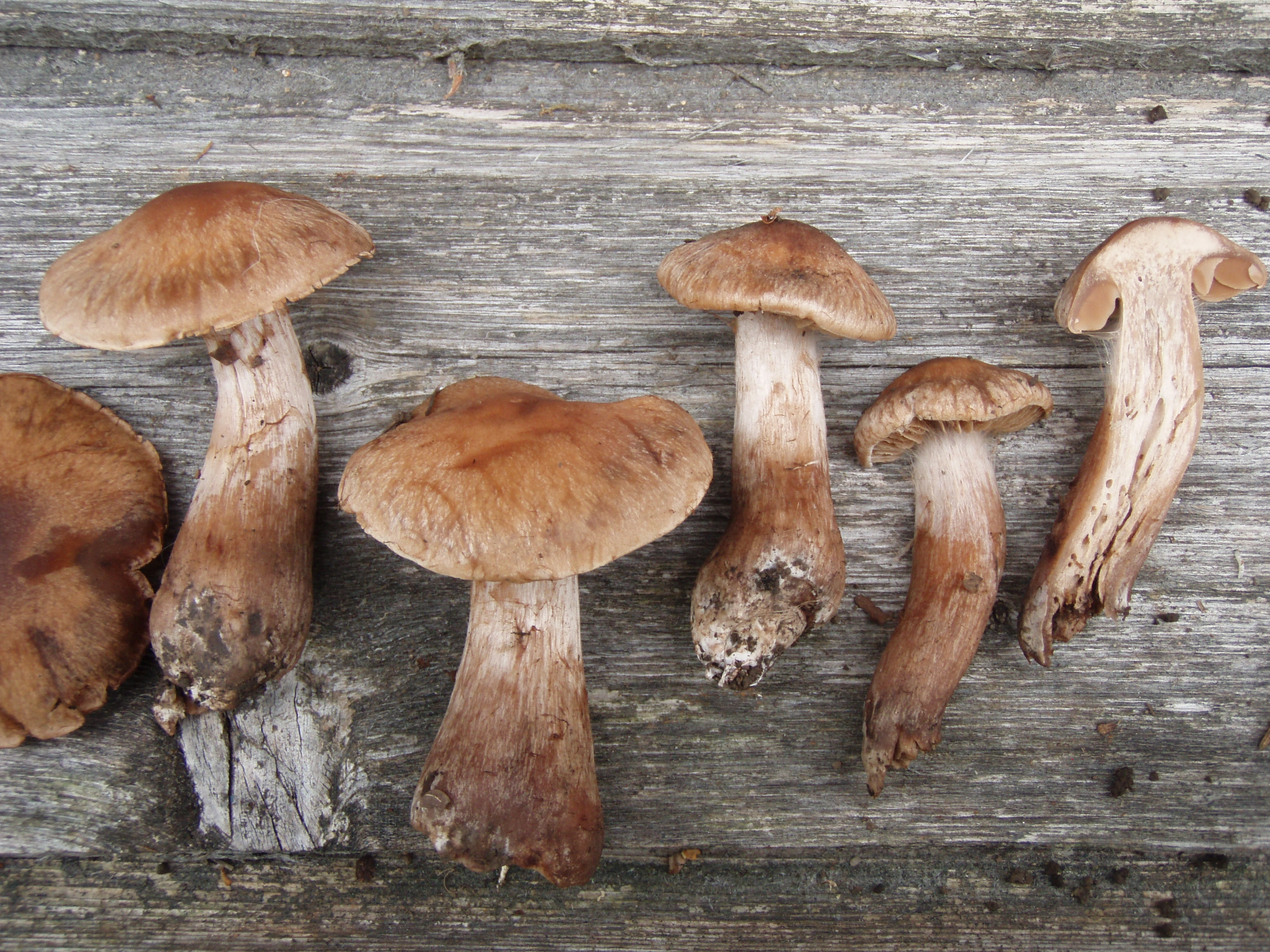 : Cortinarius pachypus.