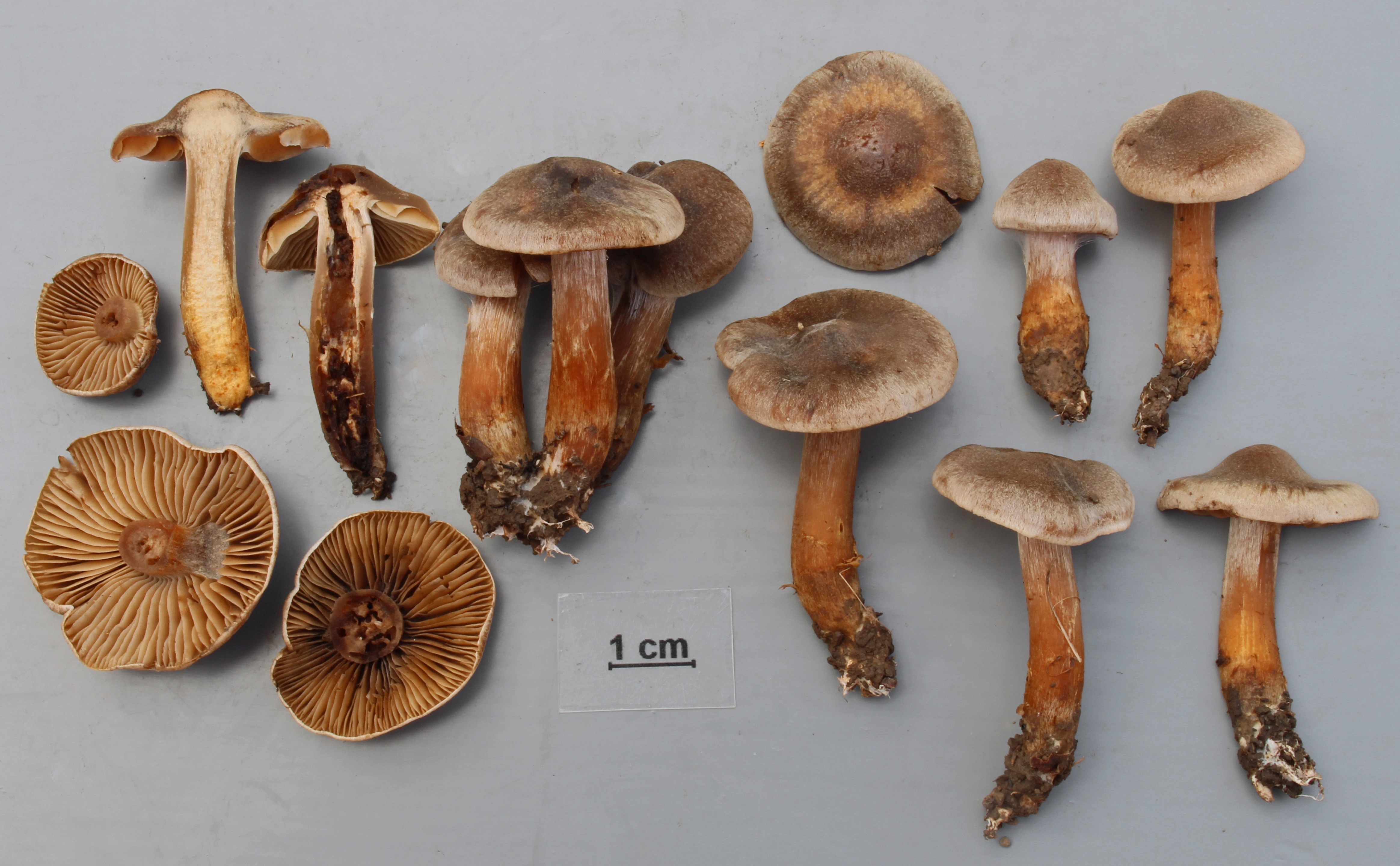 : Cortinarius milvinicolor.