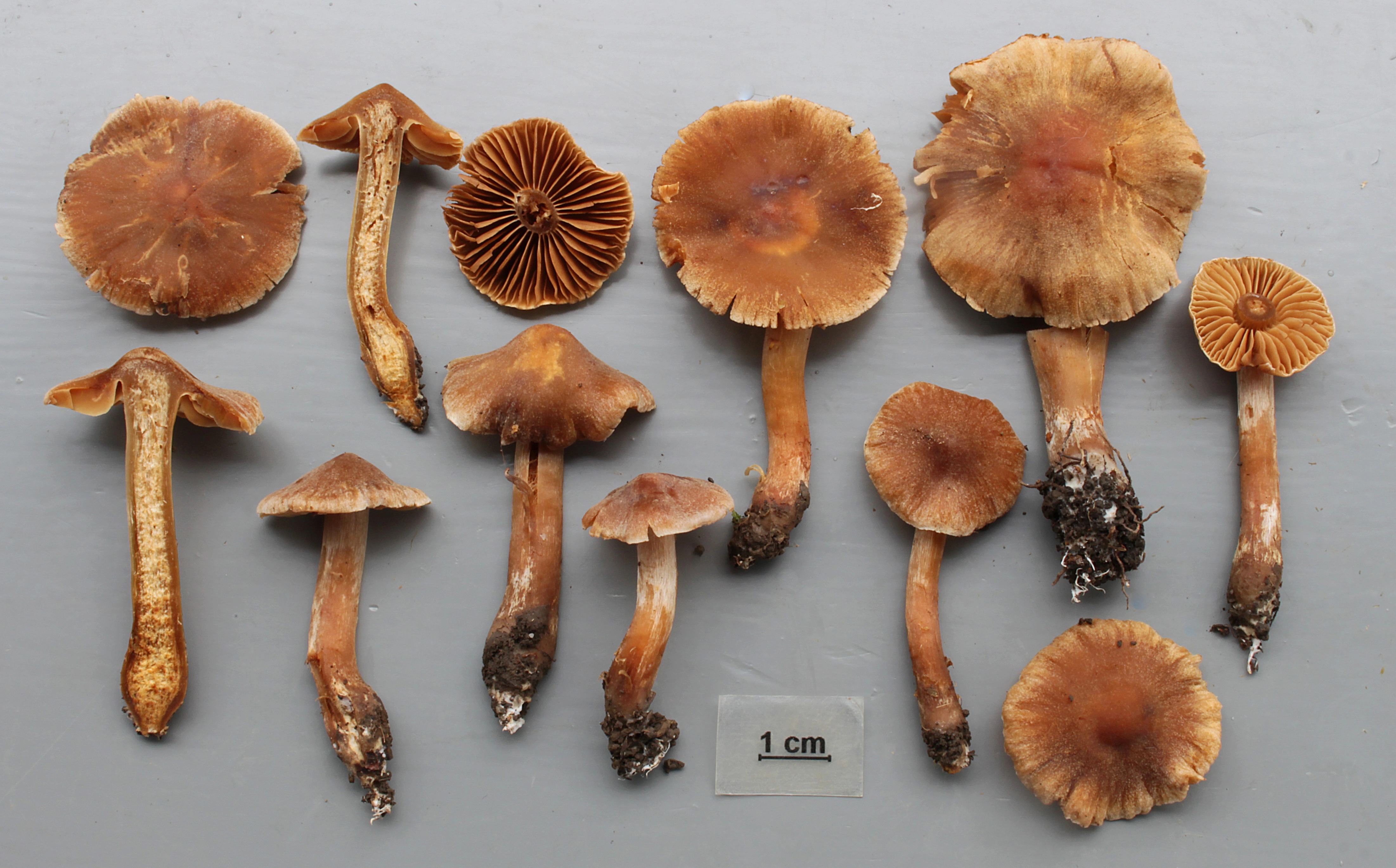 : Cortinarius parhonestus.