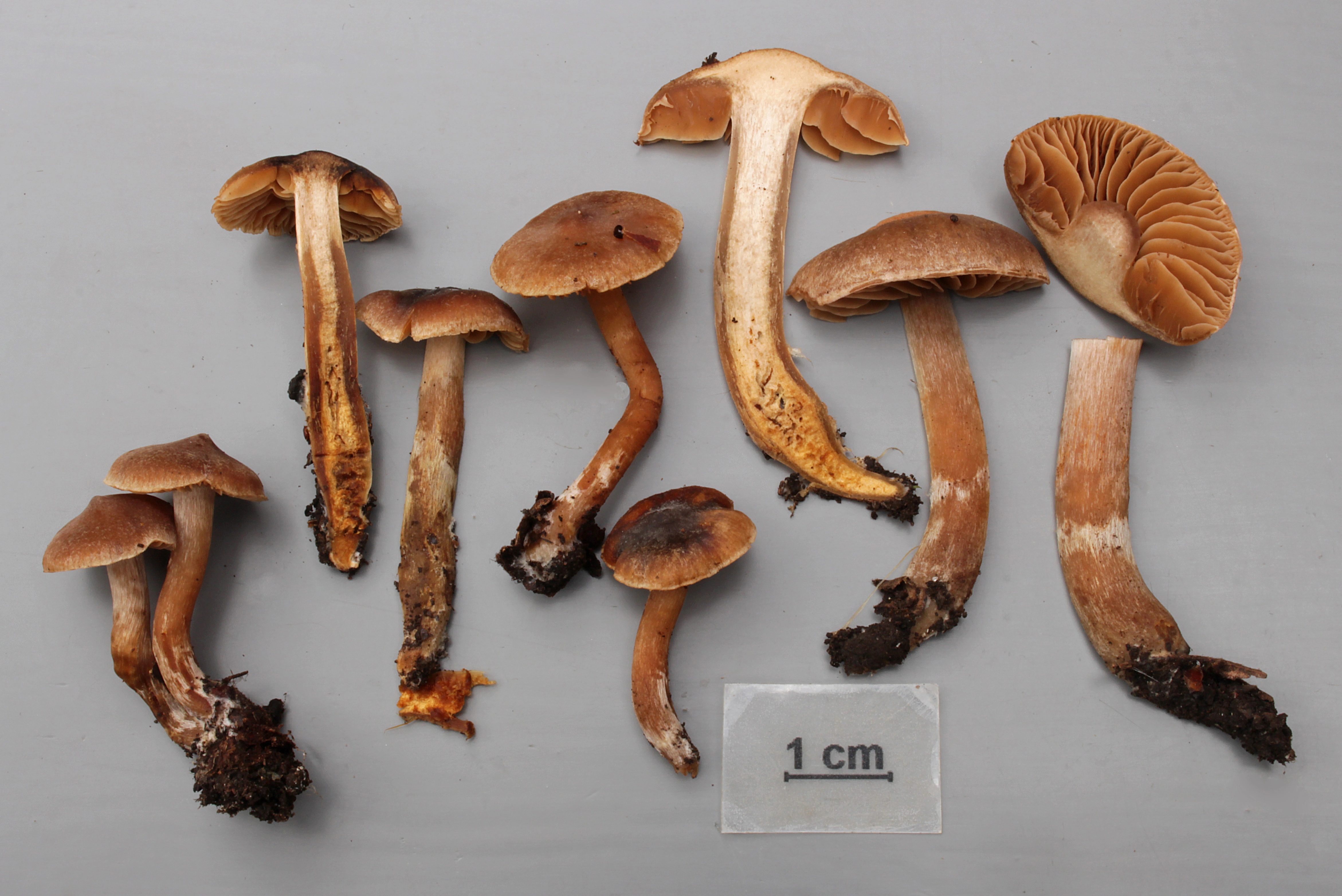 : Cortinarius parhonestus.