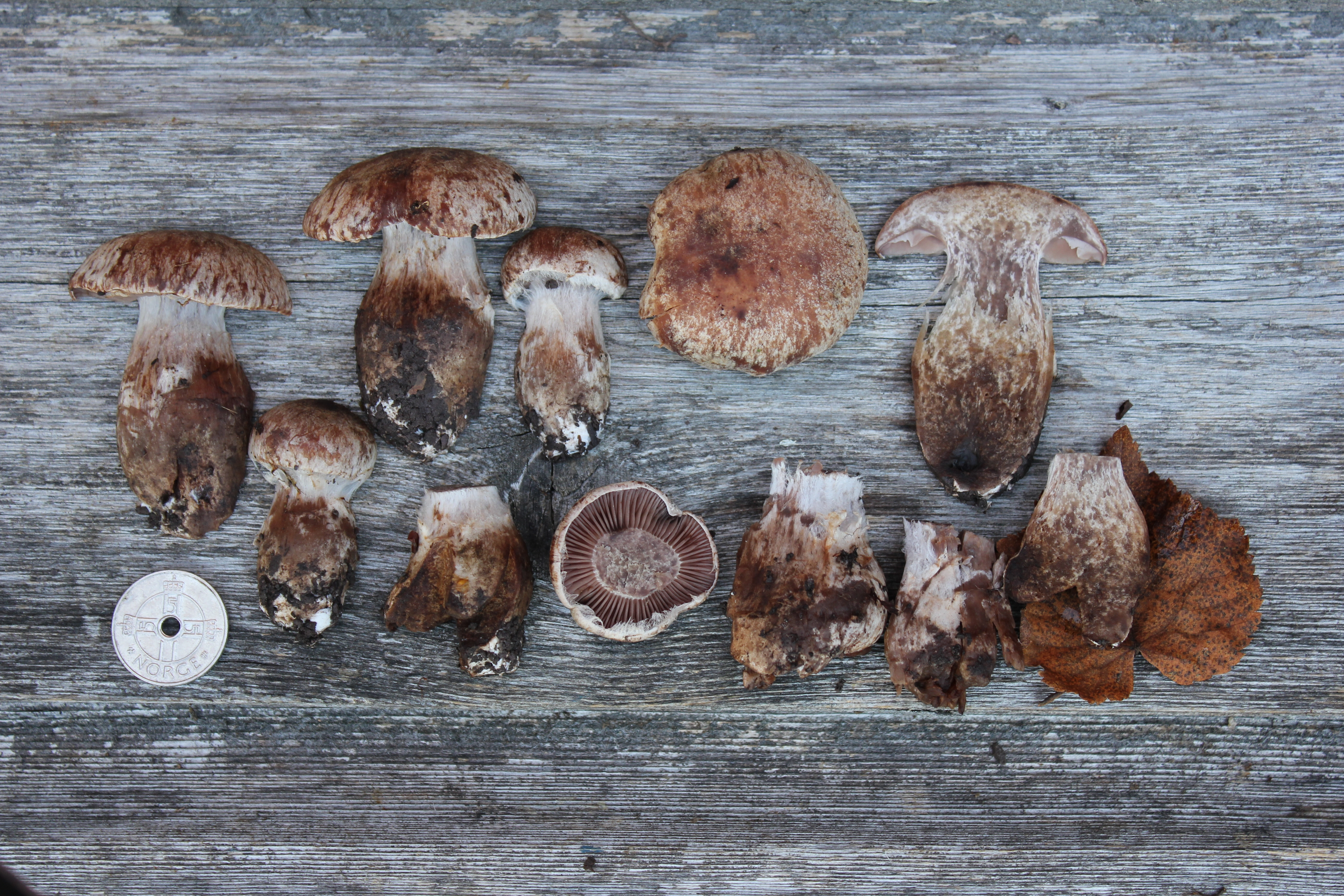 : Cortinarius sordescens.