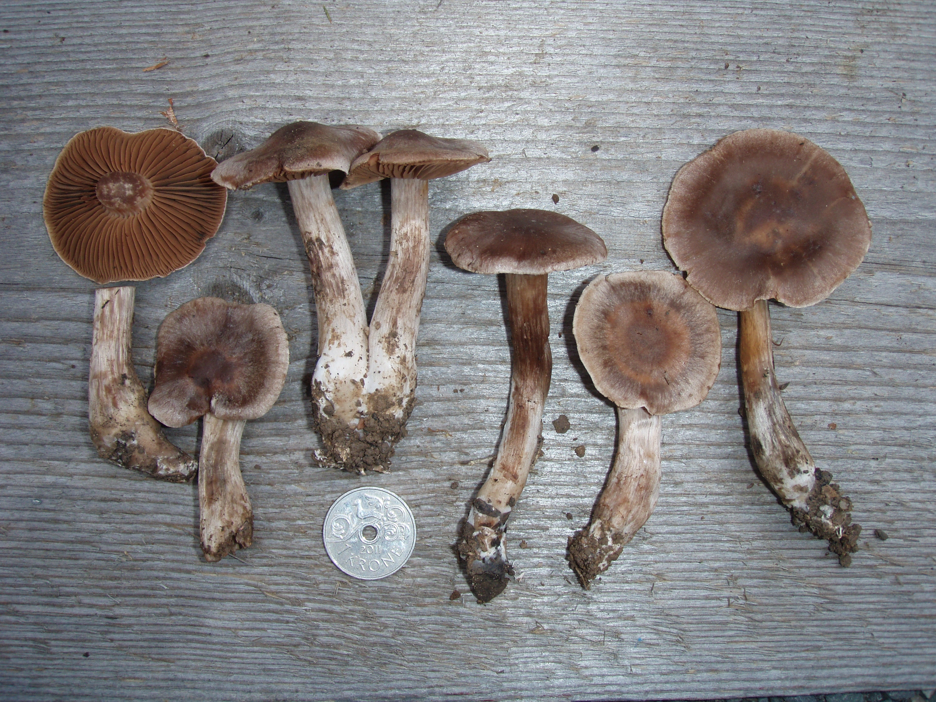 : Cortinarius subbulliardioides.