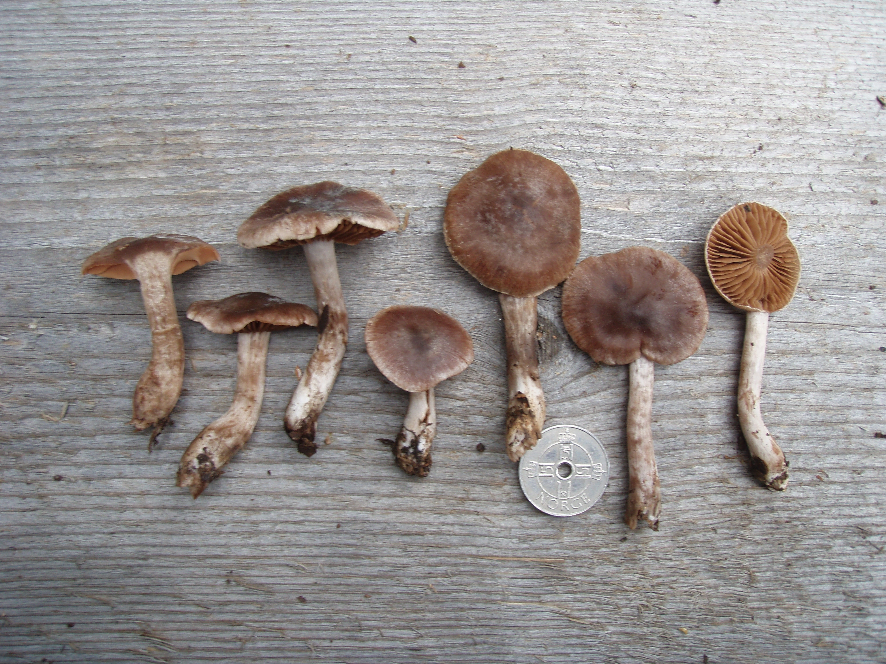 : Cortinarius subbulliardioides.