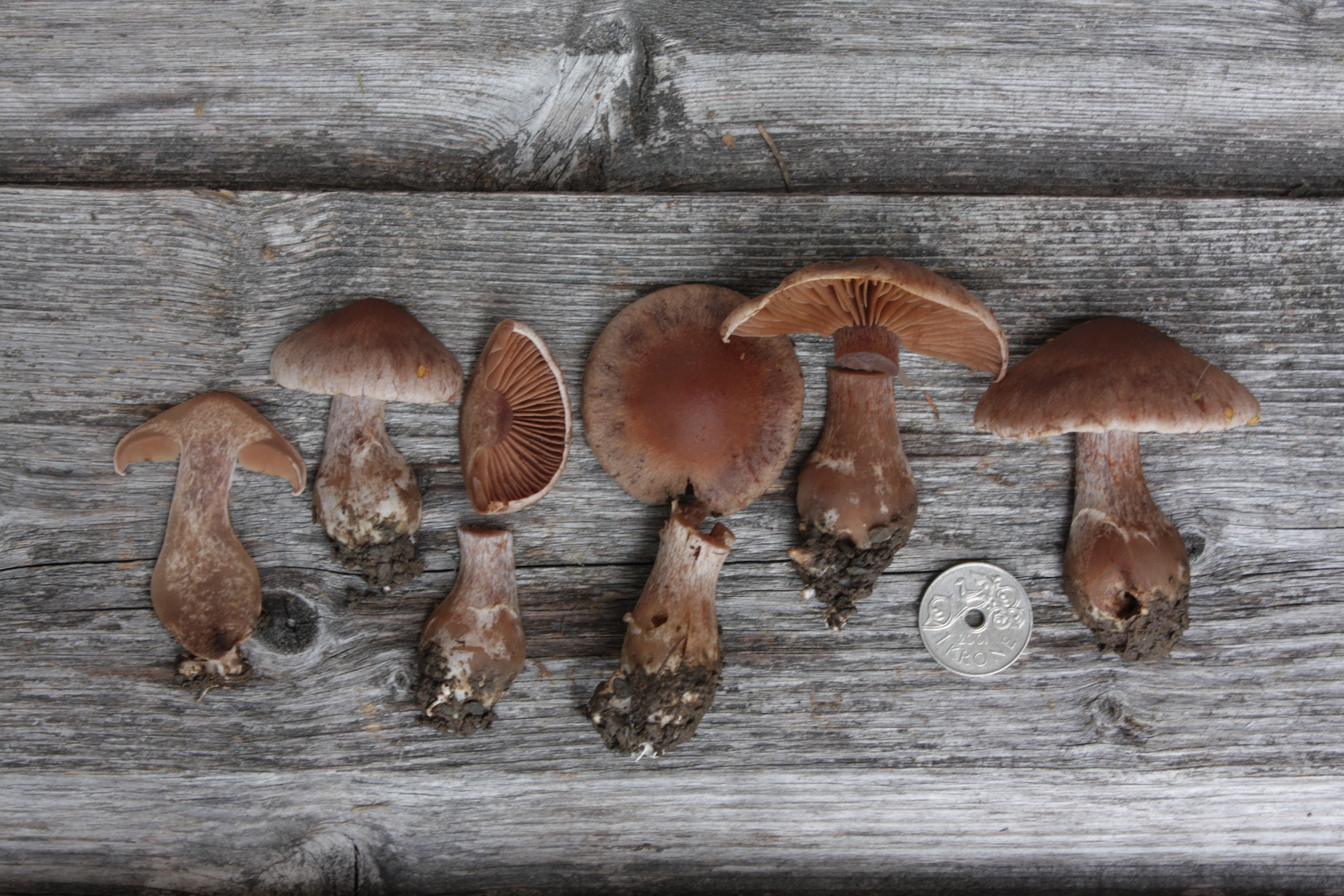 : Cortinarius hillieri.