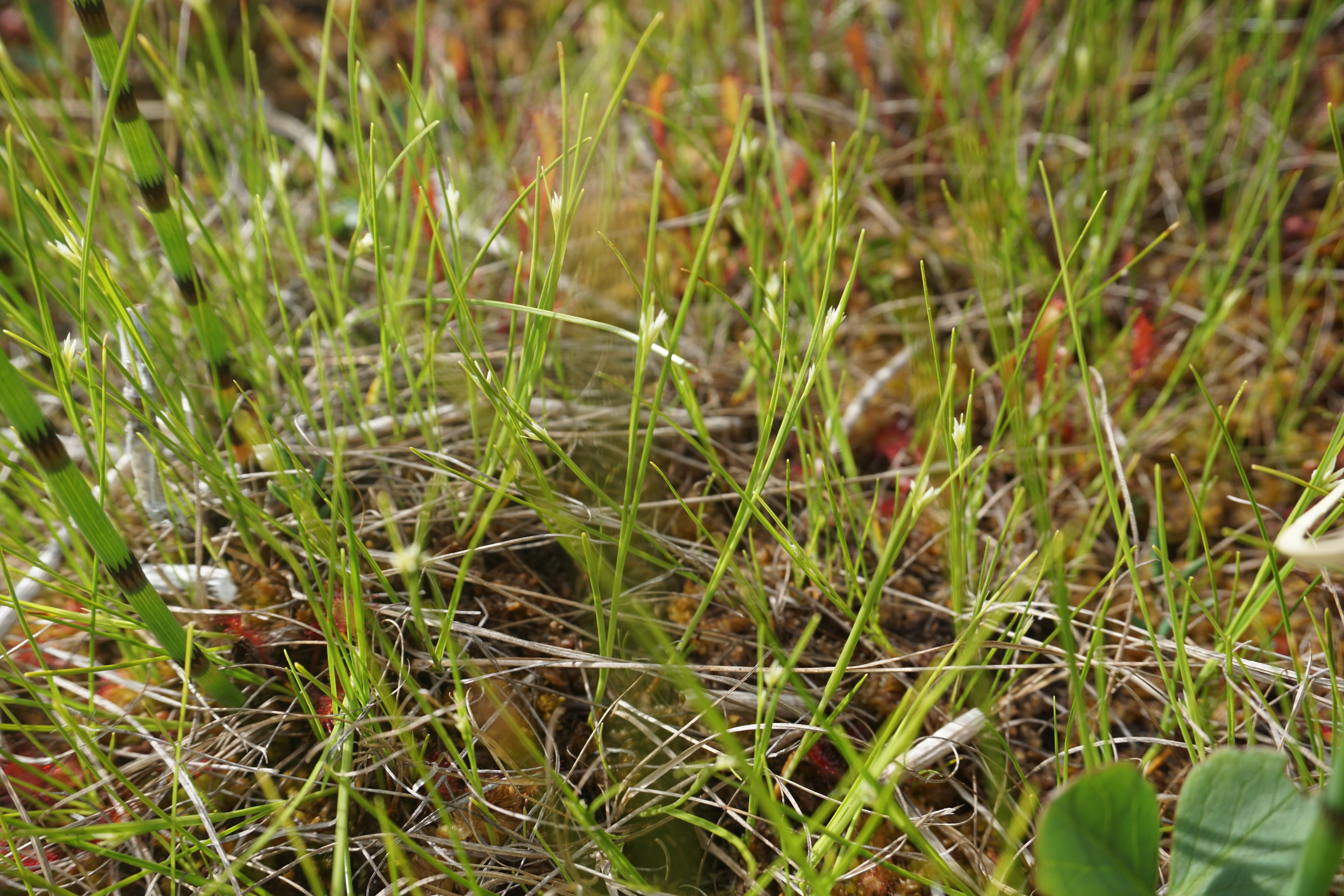 : Rhynchospora alba.