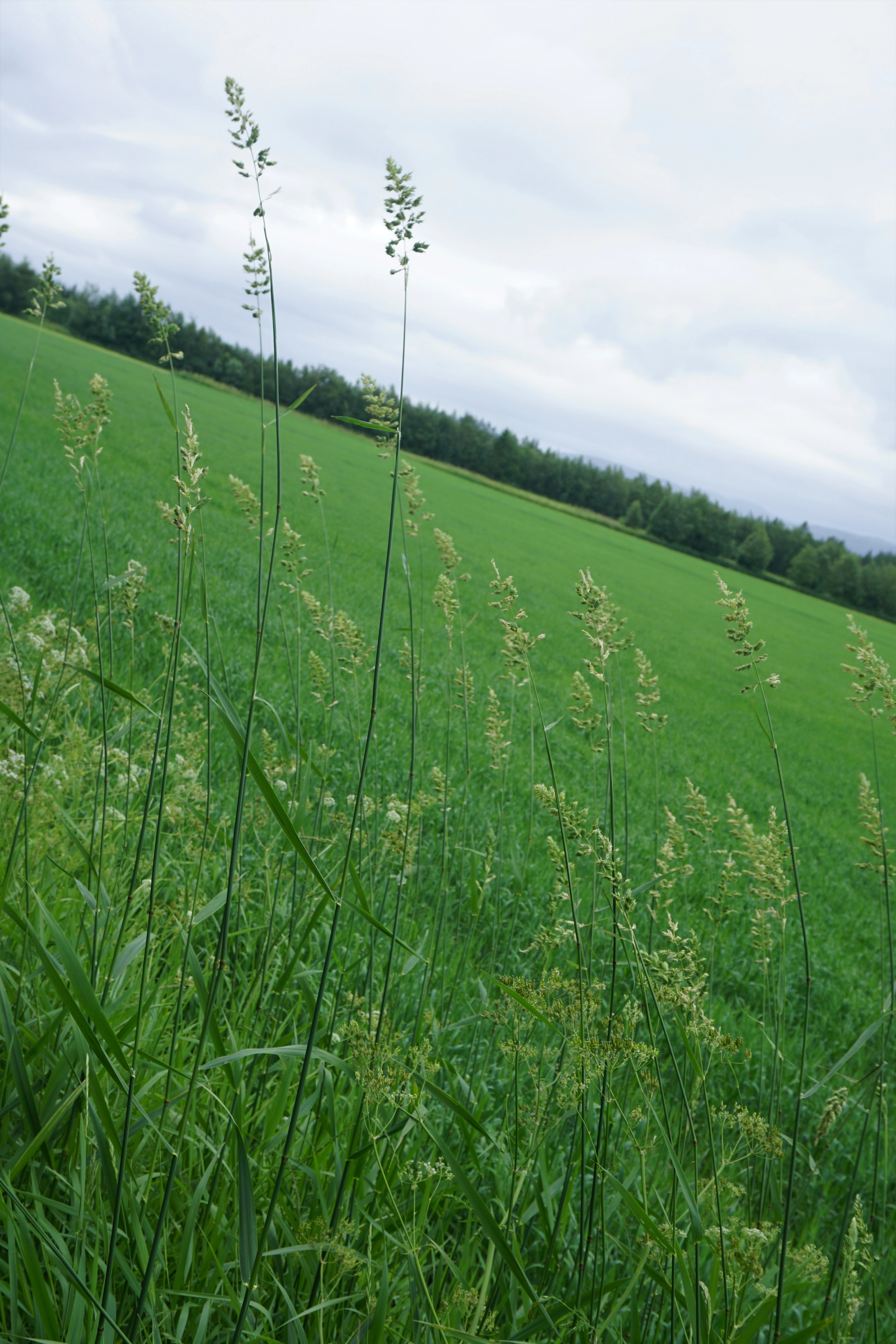 : Phalaris arundinacea.