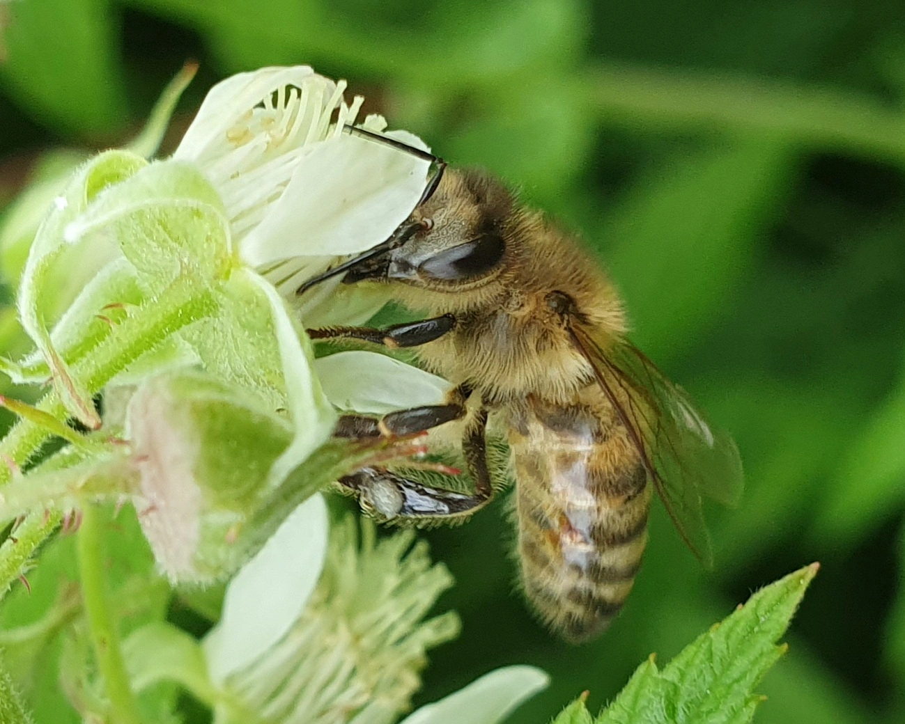 : Apis mellifera.