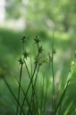 : Carex echinata.