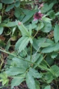 : Comarum palustre.