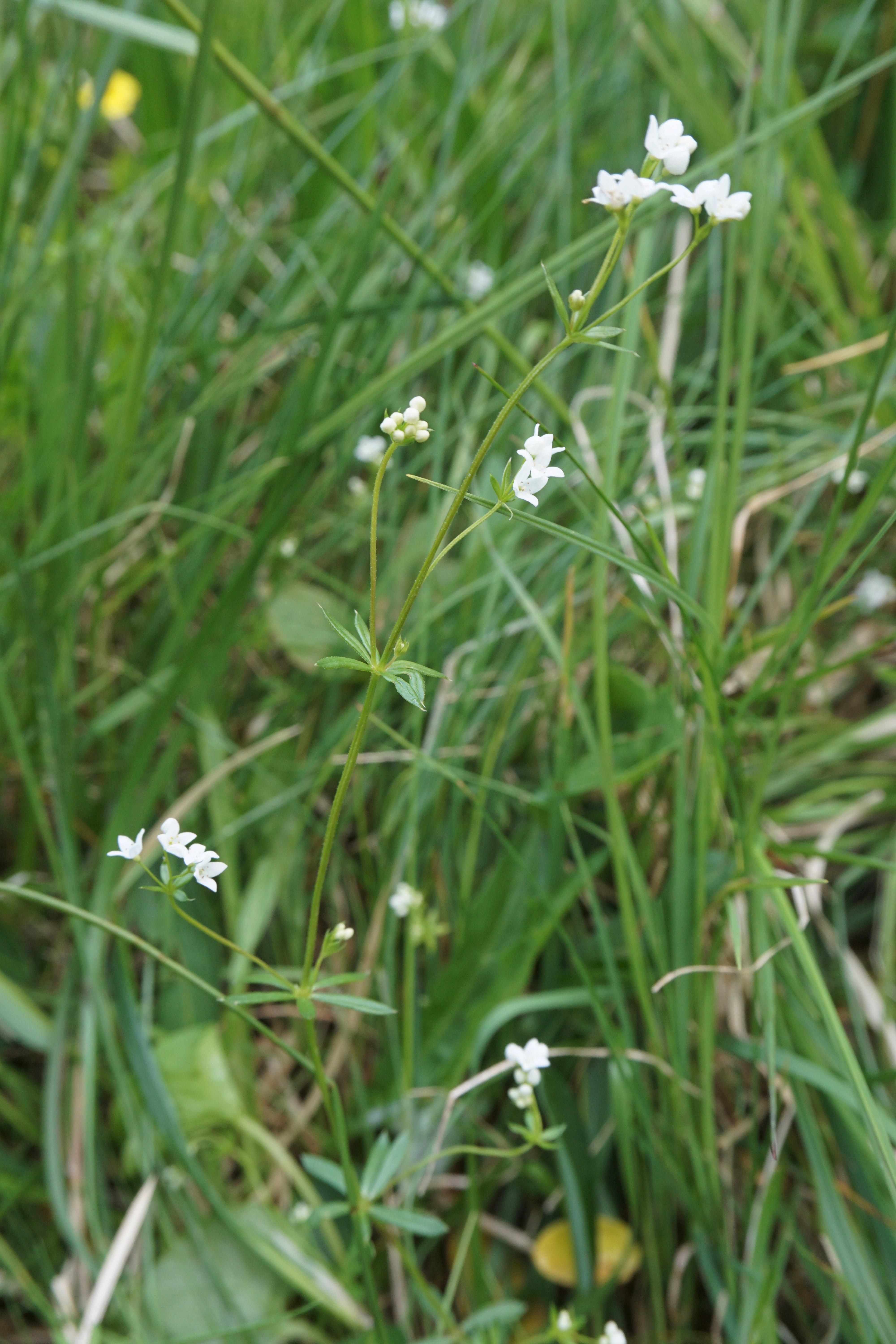 : Galium uliginosum.