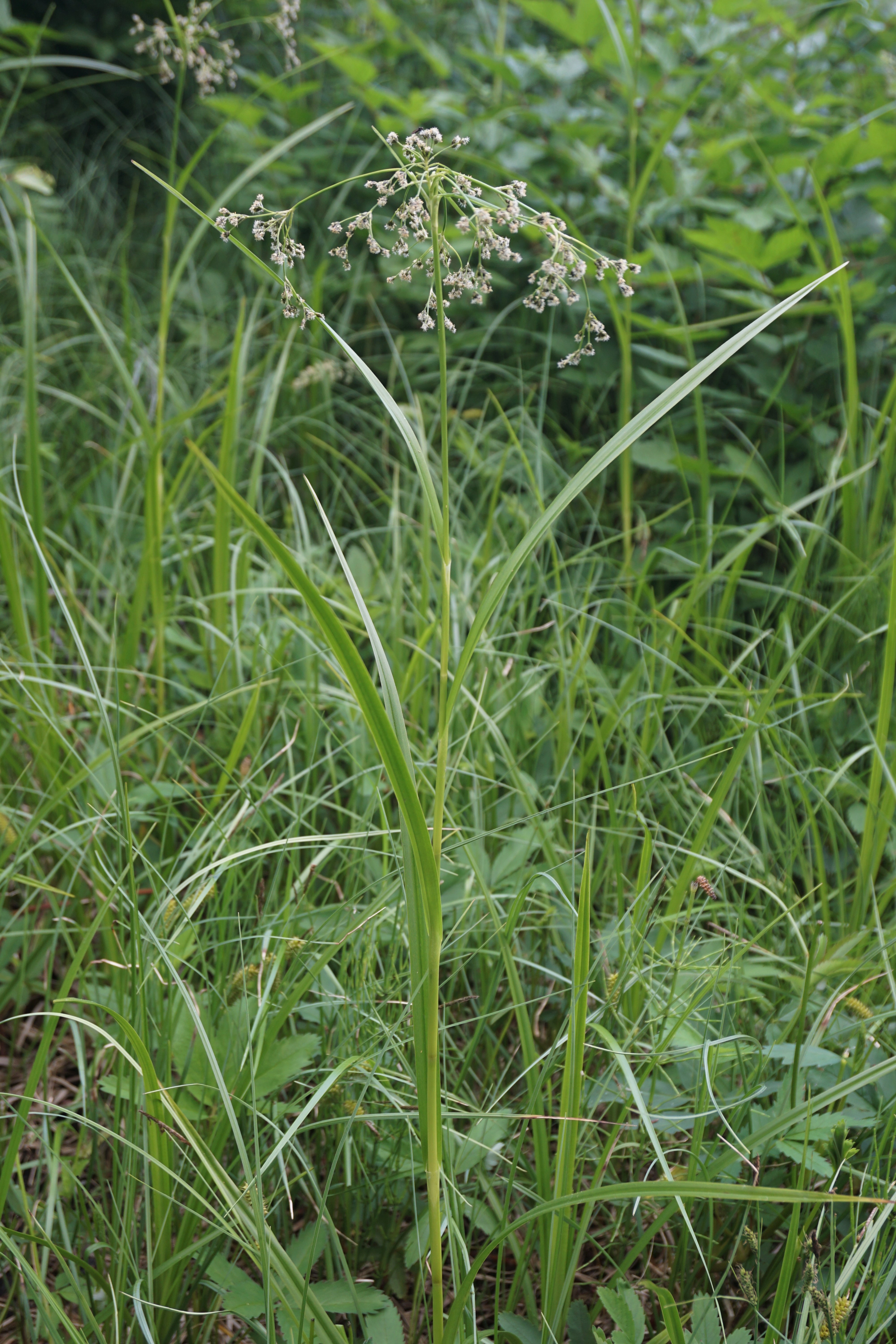 : Scirpus sylvaticus.