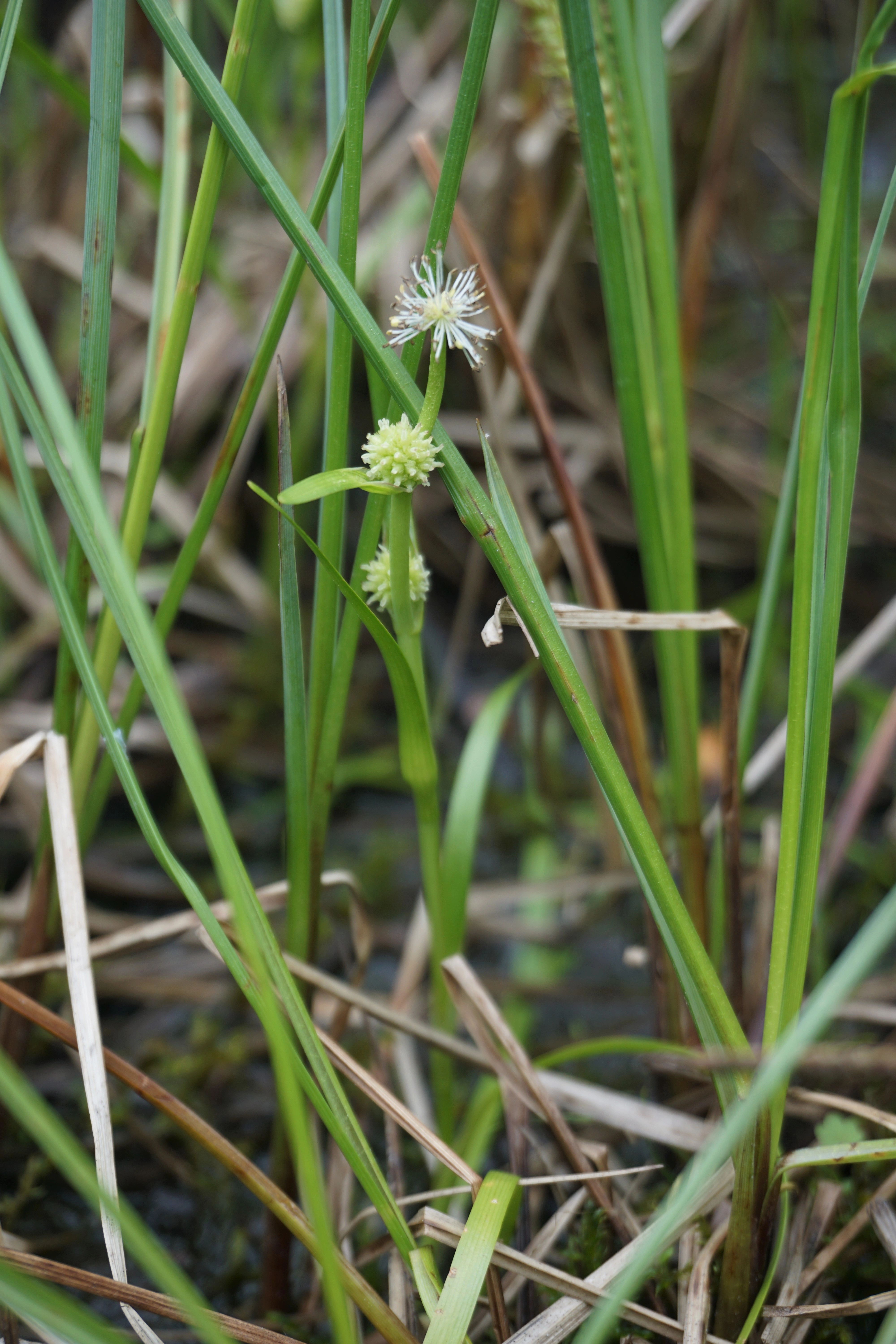 : Sparganium natans.