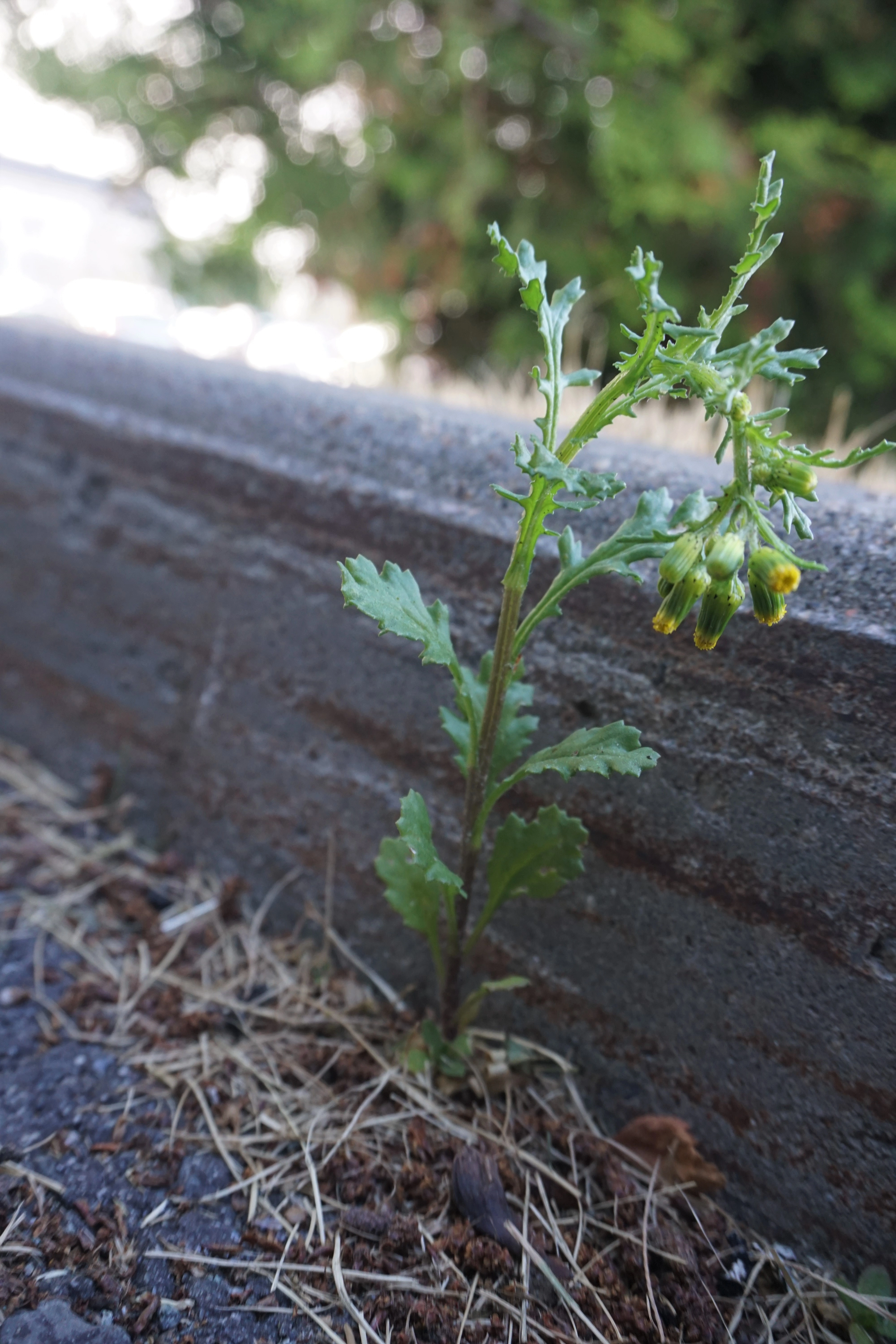 : Senecio vulgaris.