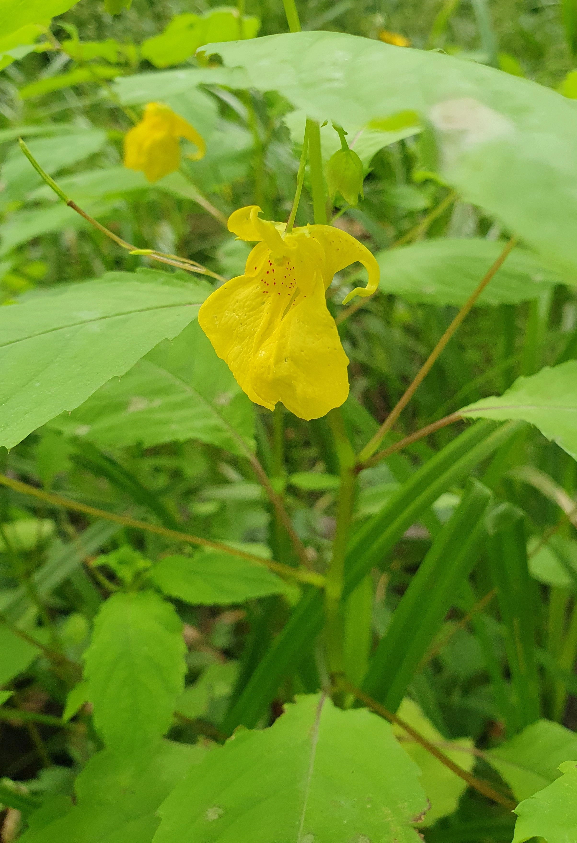 : Impatiens noli-tangere.