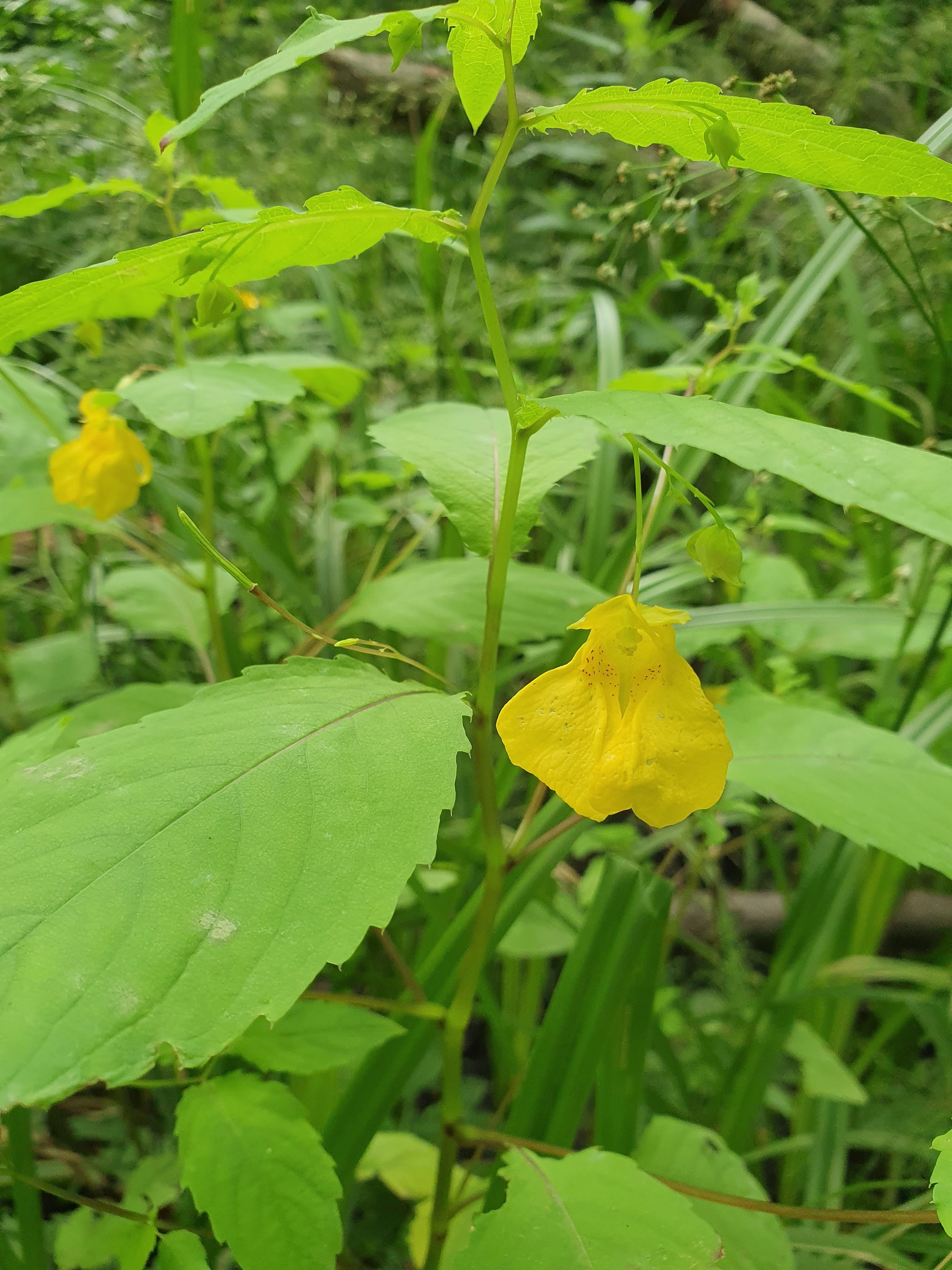 : Impatiens noli-tangere.