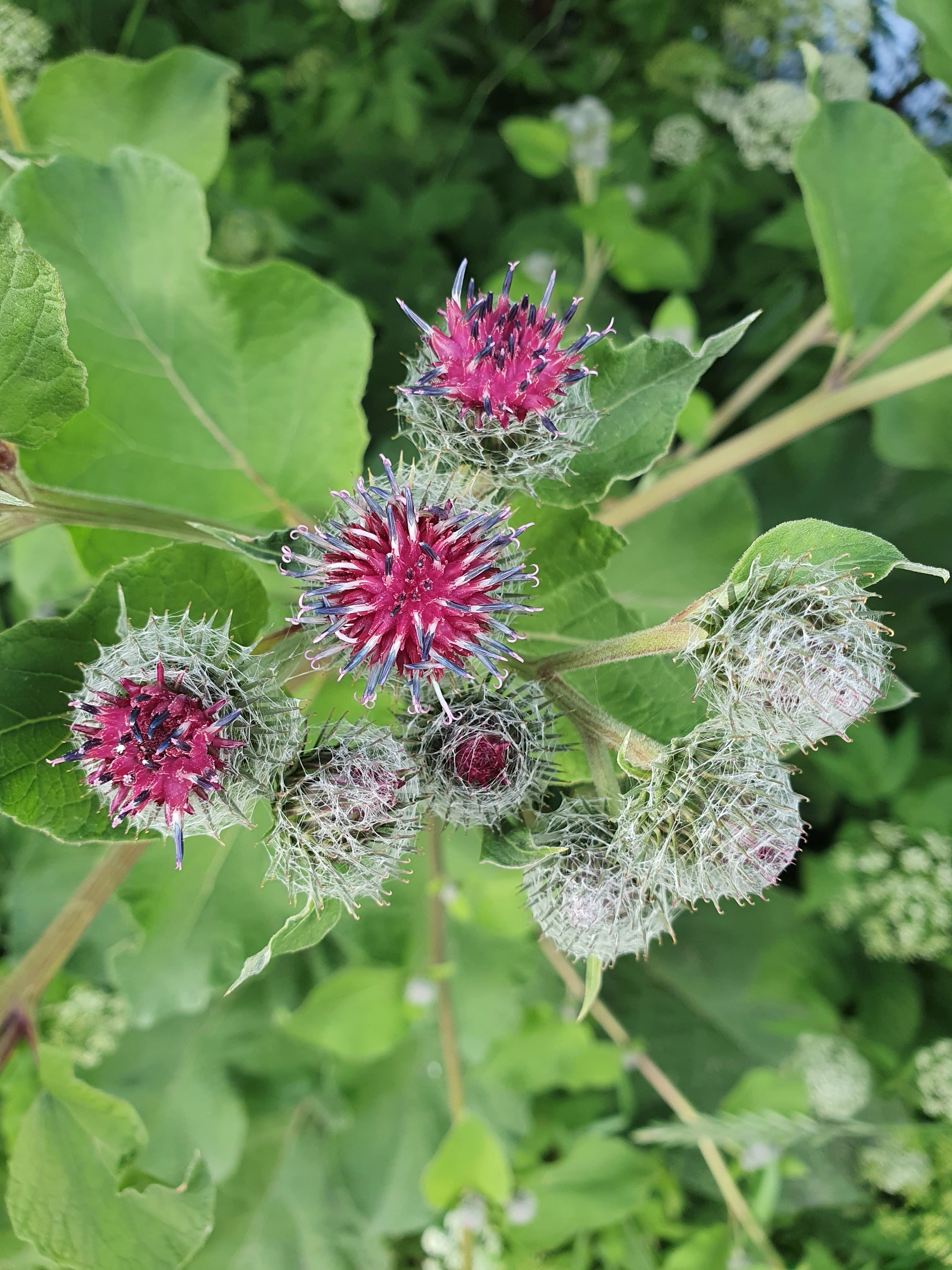 : Arctium tomentosum.