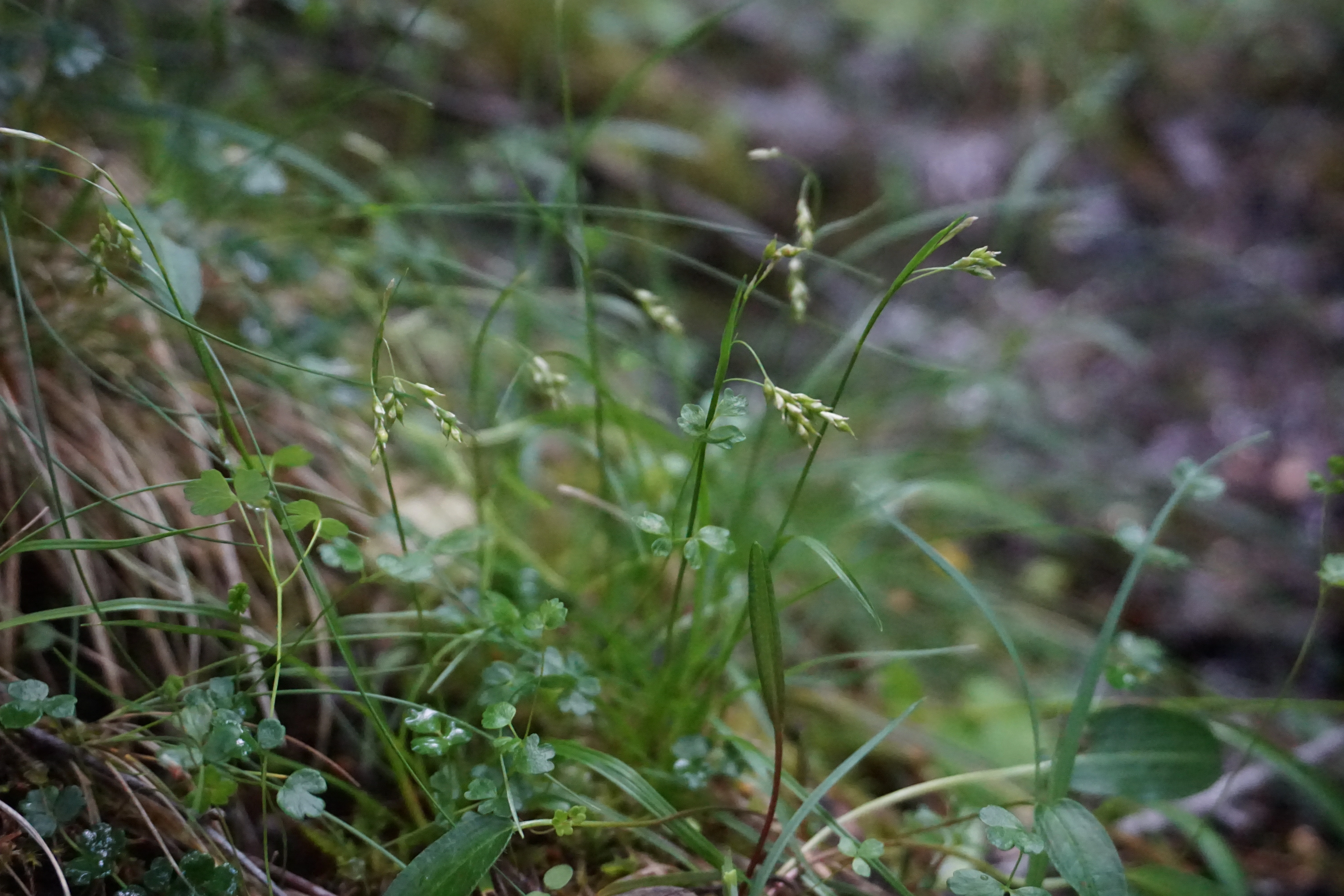 : Carex capillaris.