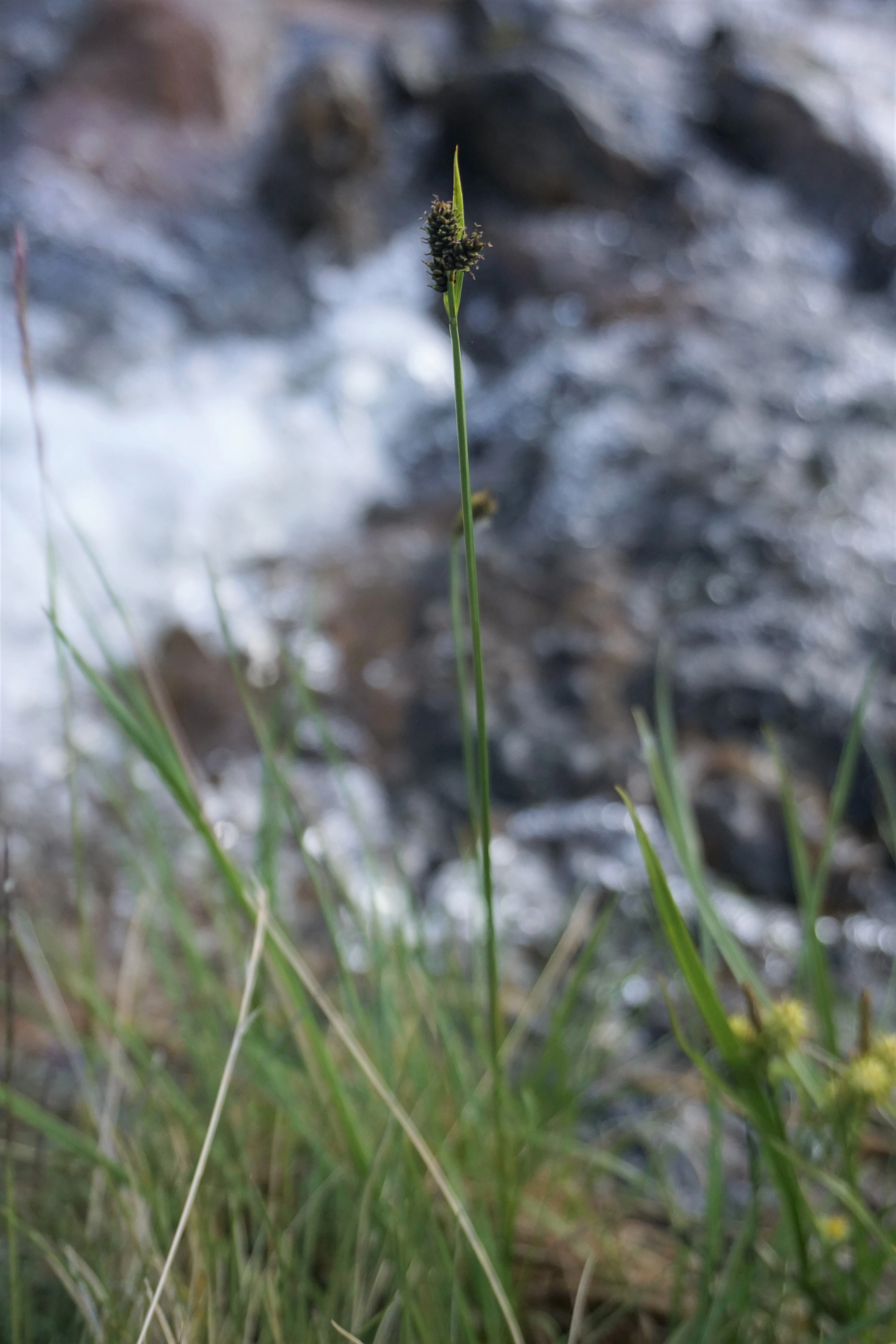 : Carex norvegica.