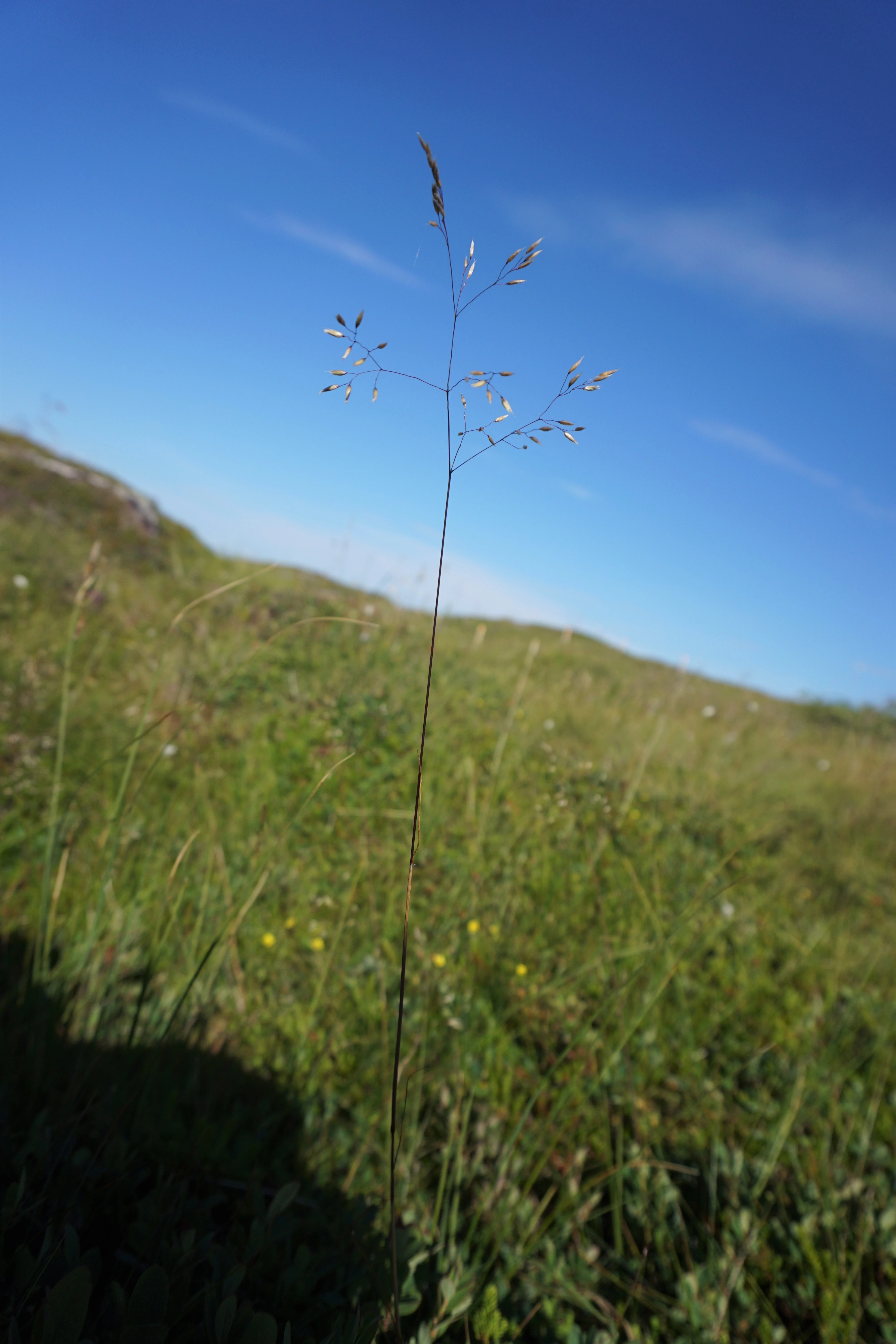 : Avenella flexuosa.