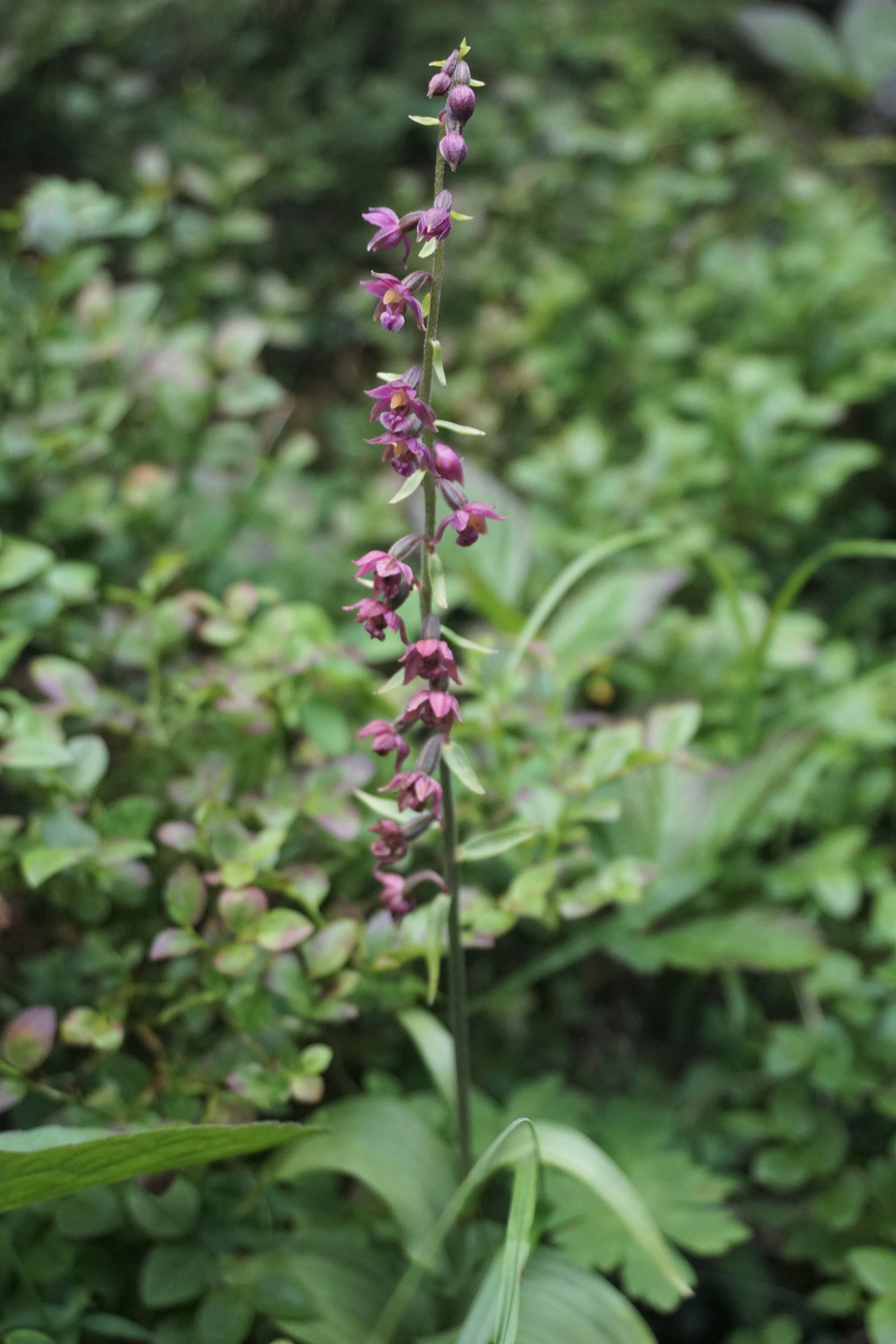 : Epipactis atrorubens.