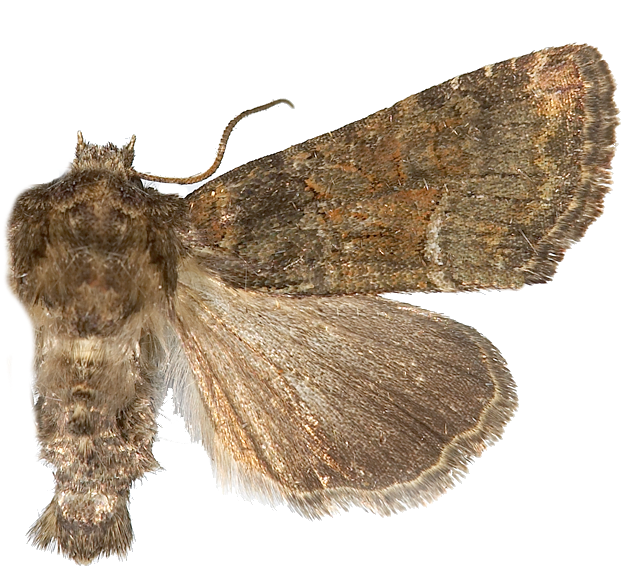 : Oligia latruncula.