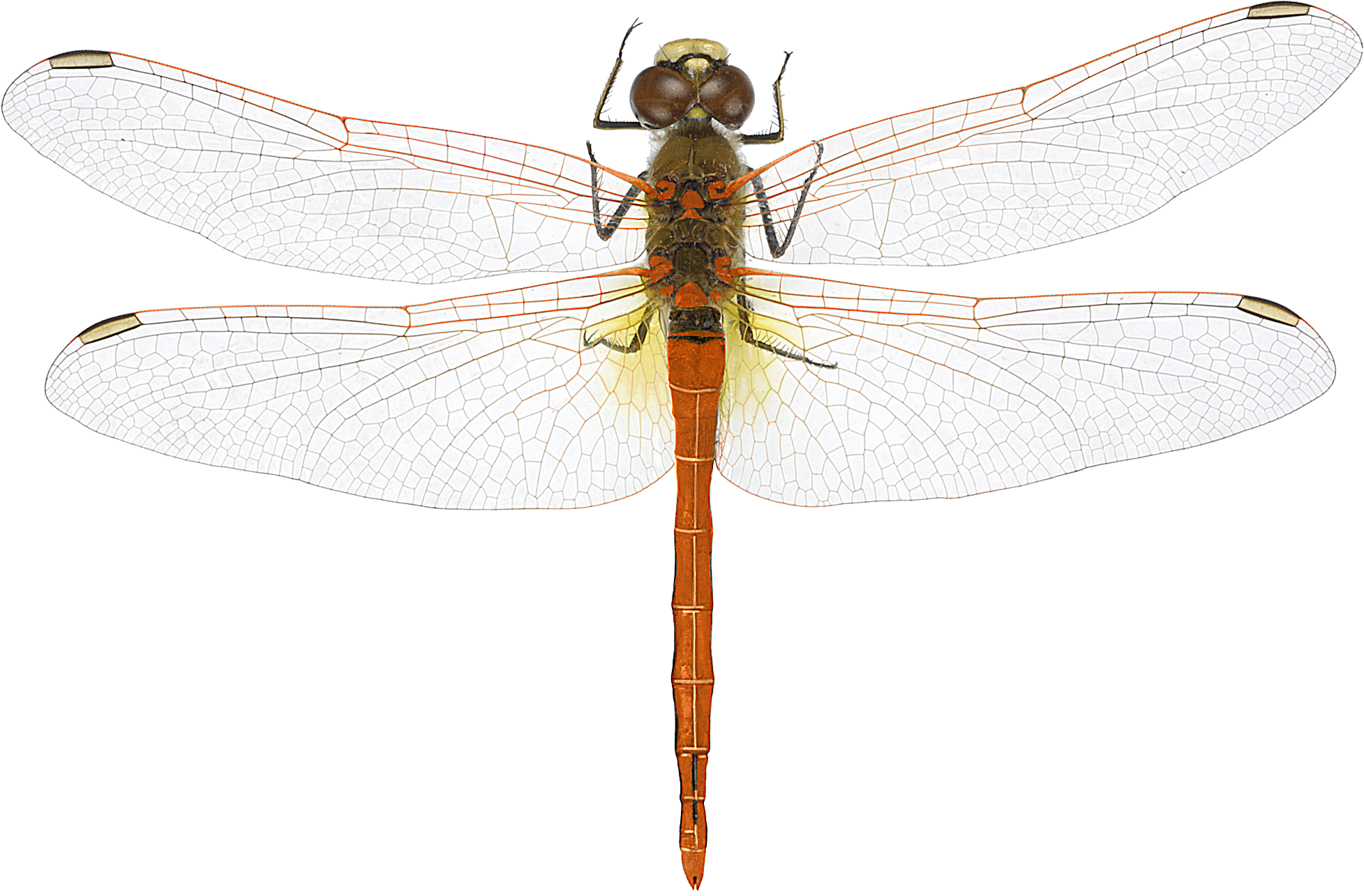 : Sympetrum fonscolombii.