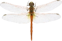: Sympetrum fonscolombii.
