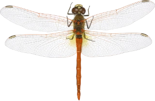 : Sympetrum fonscolombii.