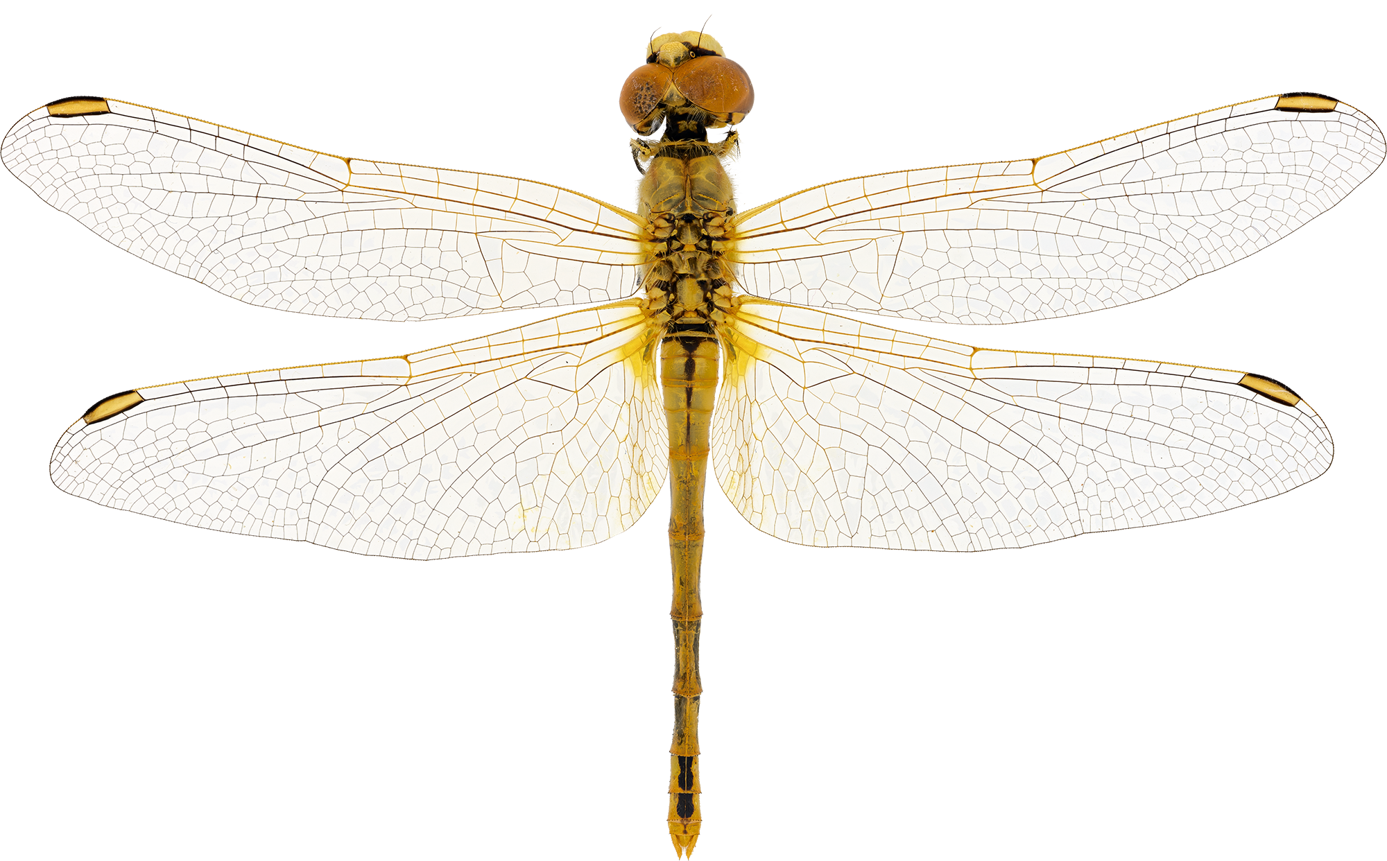 : Sympetrum fonscolombii.