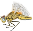 : Sympetrum fonscolombii.